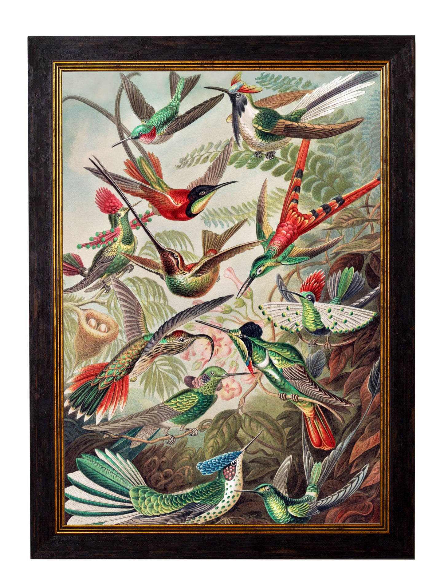c 1904 haeckel hummingbirds in size 50 x 70cm - glass-fronted framed wall art print with solid wood frame, perfect for statement wall decor