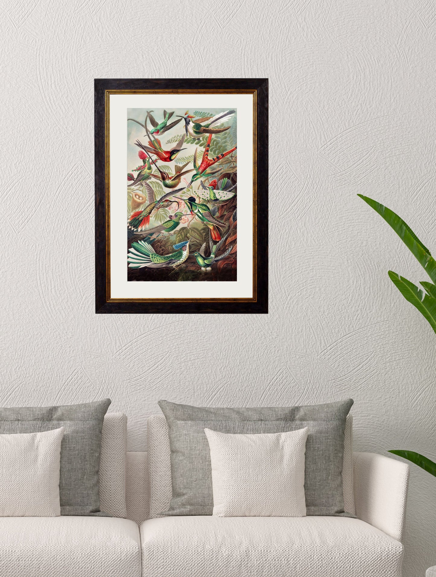 c 1904 haeckel hummingbirds in size 38 x 50cm - glass-fronted framed wall art print with solid wood frame, a beautiful addition to stylish homes