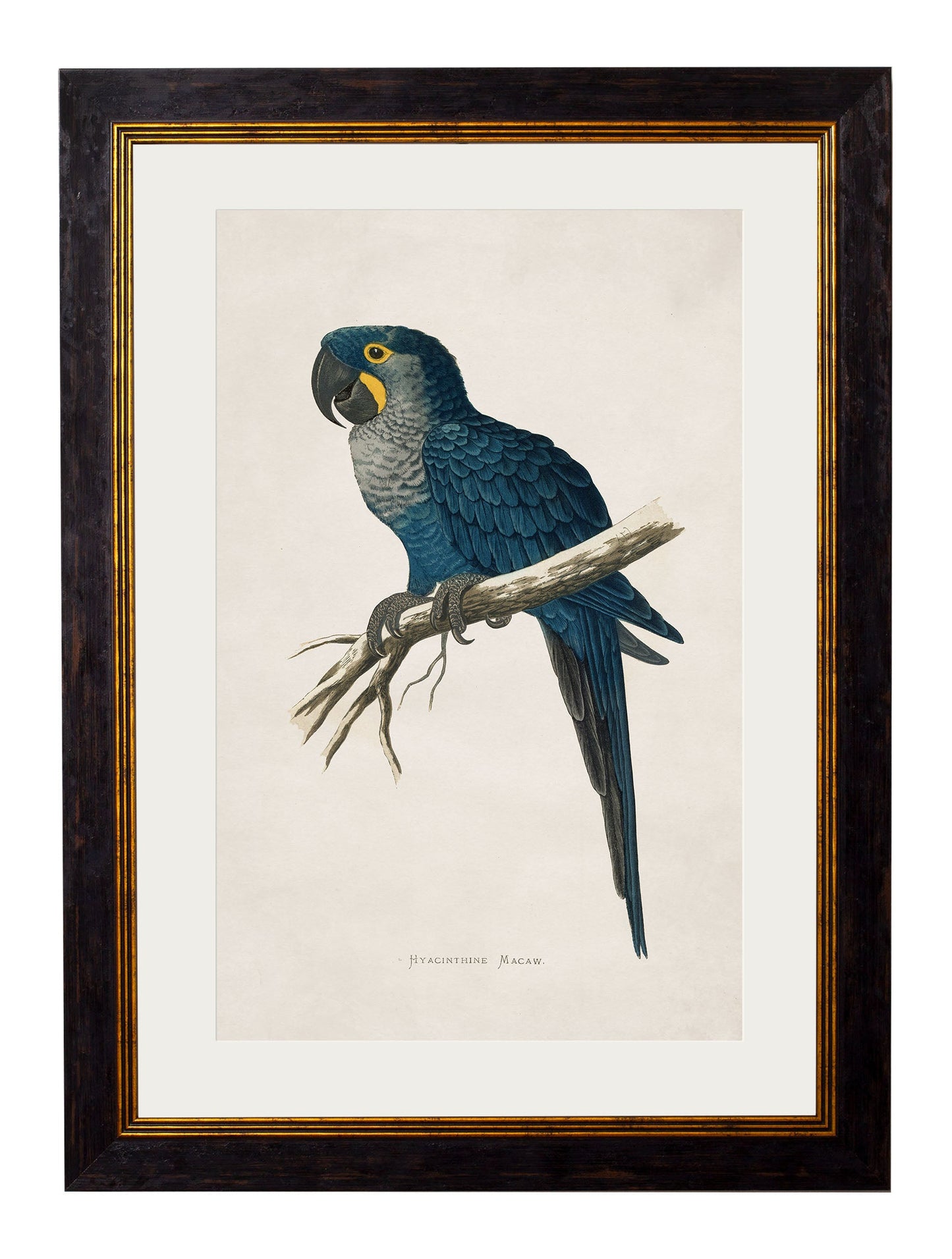 c 1884s parrots in size 38 x 50cm - glass-fronted framed wall art print with solid wood frame, adds elegance to your decor