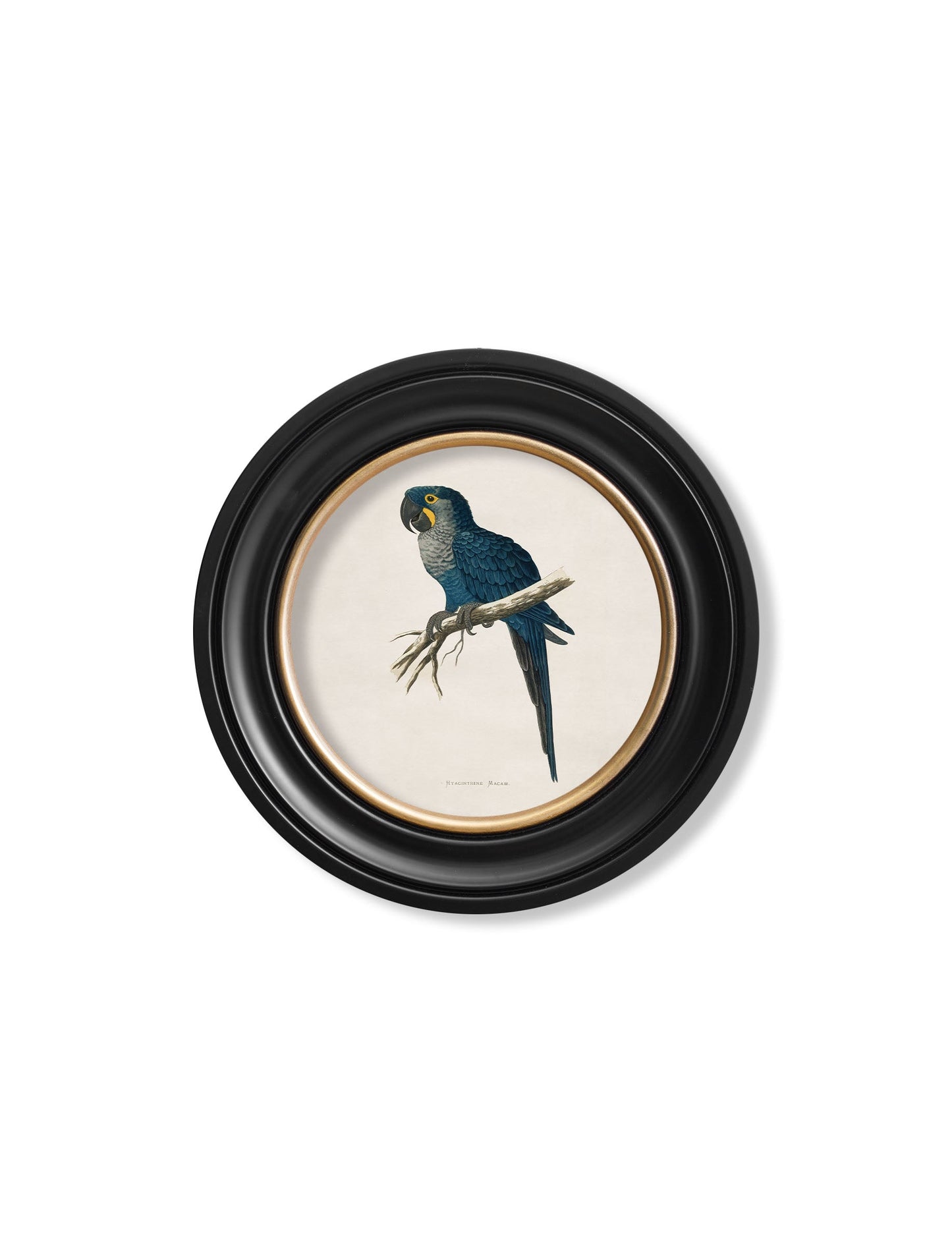 c 1884s collection of macaws in round frames in size 44 x 44cm - glass-fronted framed wall art print with solid wood frame, luxury wall art for sophisticated spaces
