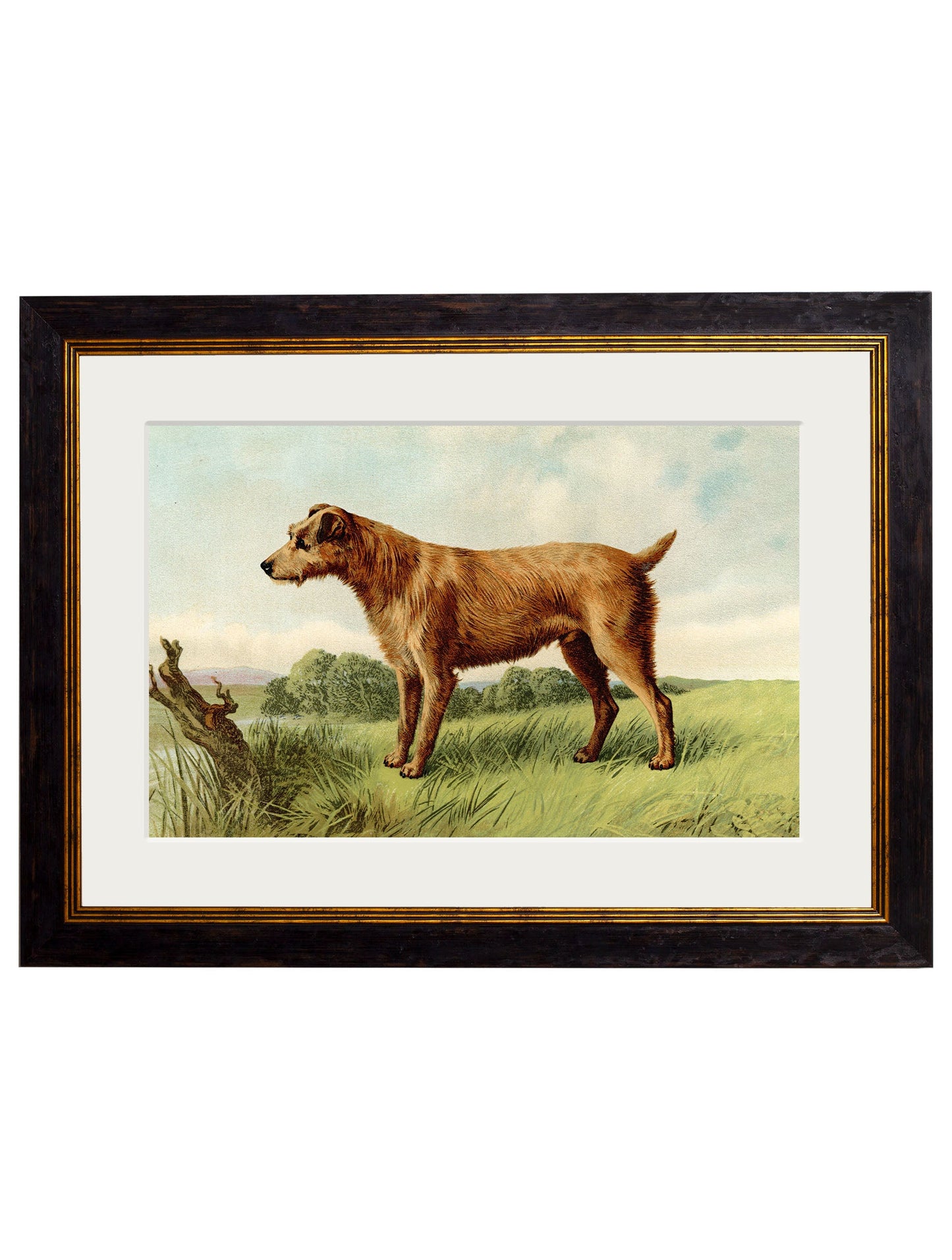 c 1881 terriers in size 38 x 50cm - glass-fronted framed wall art print with solid wood frame, adds elegance to your decor