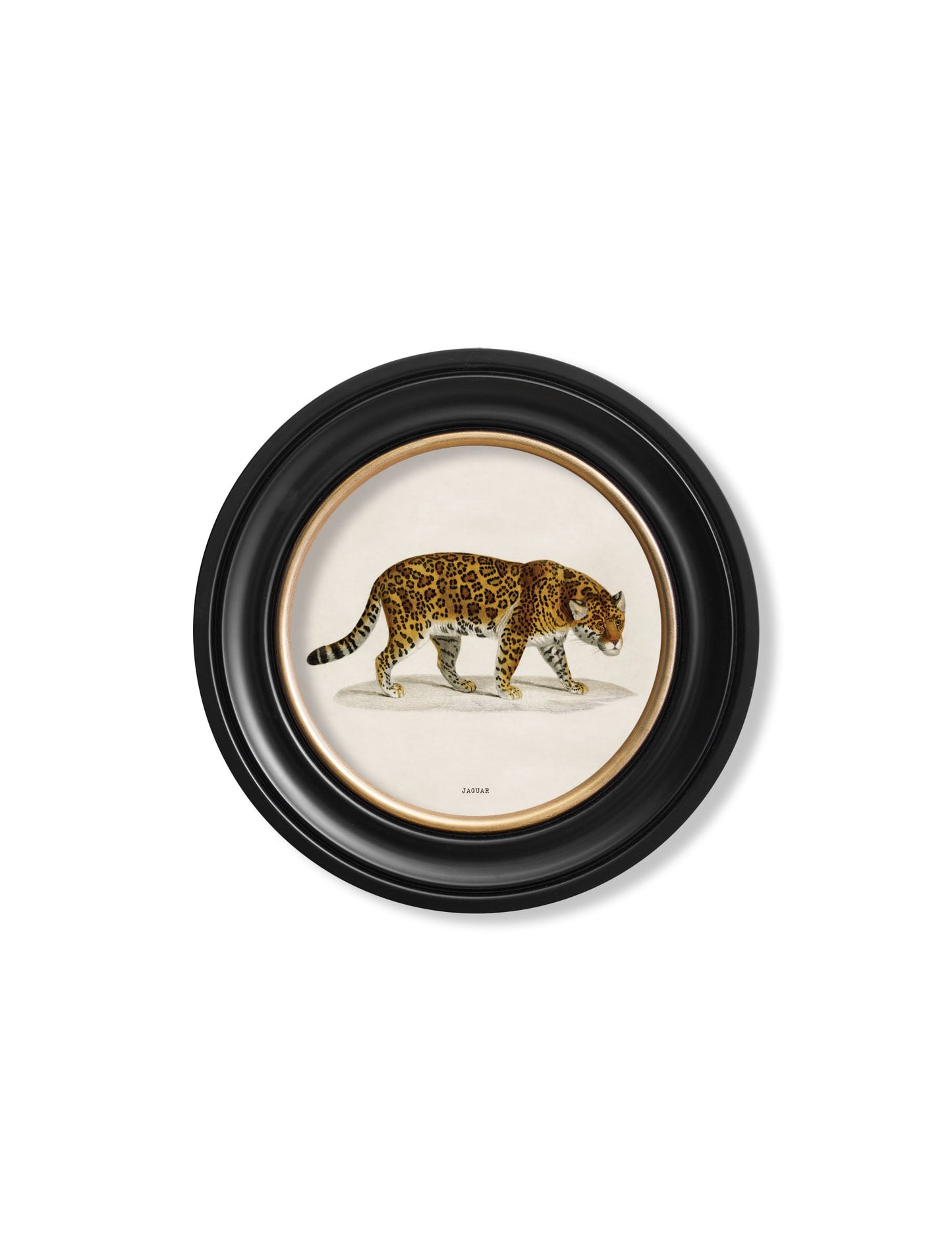c 1836 jaguar round frame - premium glass-fronted framed art print with solid wood frame, luxury wall art for sophisticated spaces