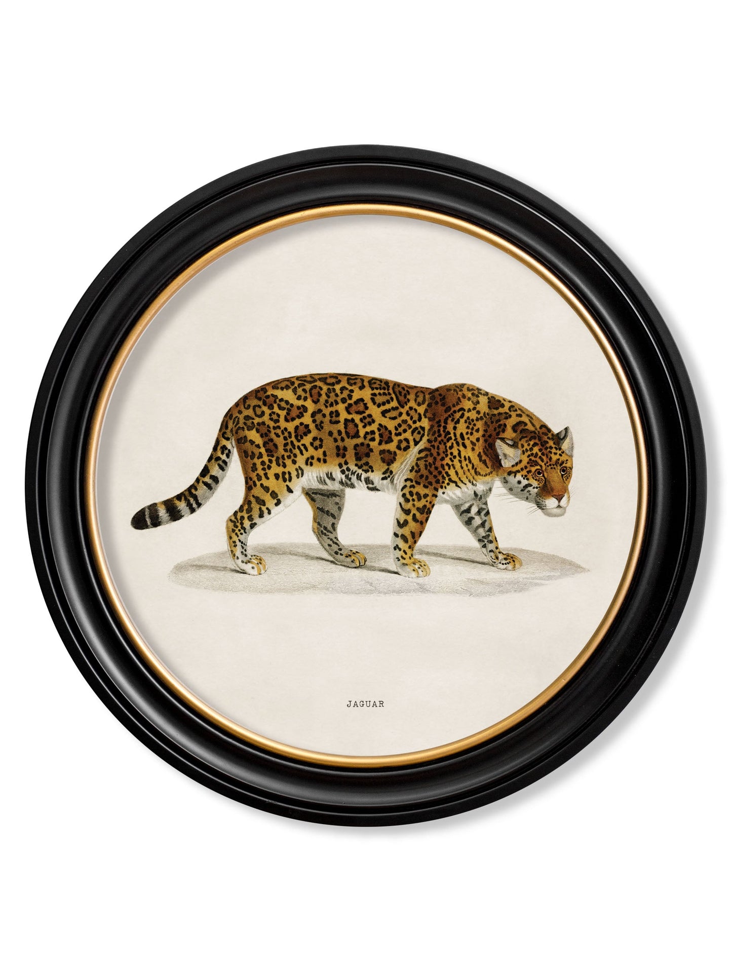 c.1836 Jaguar - Round Frame in size 70 x 70cm - glass-fronted framed wall art print with solid wood frame, adds elegance to your decor