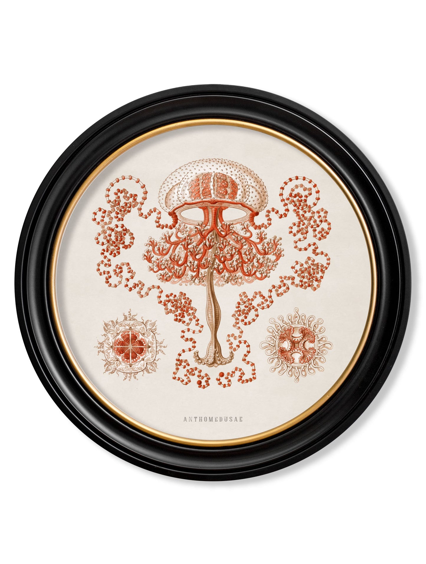 c 1904 haeckel sealife round frames in size 44 x 44 cm - glass-fronted framed wall art print with solid wood frame, ideal for modern interiors