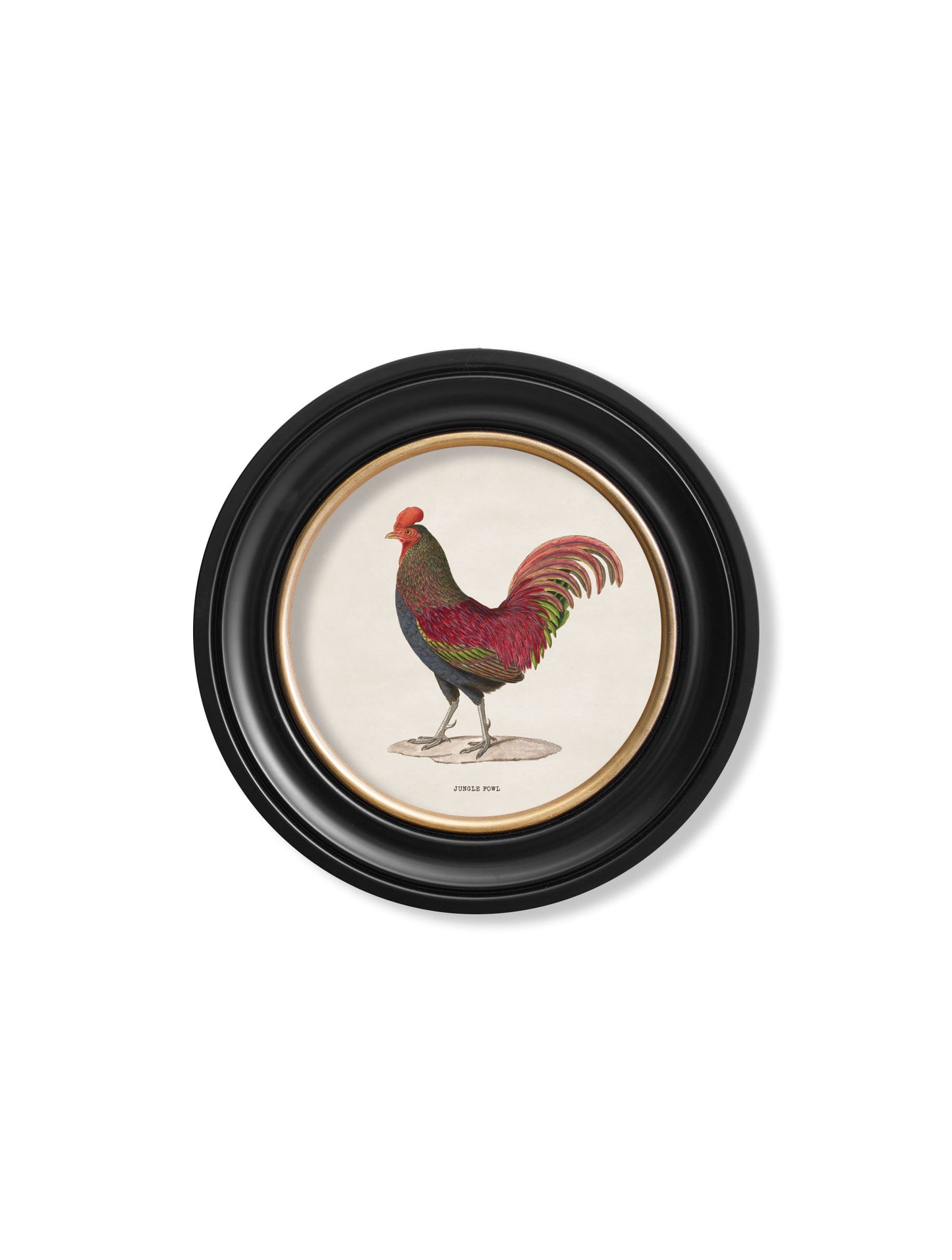 c 1870 junglefowl in round frames in size 70 x 70cm - glass-fronted framed wall art print with solid wood frame, ideal for modern interiors