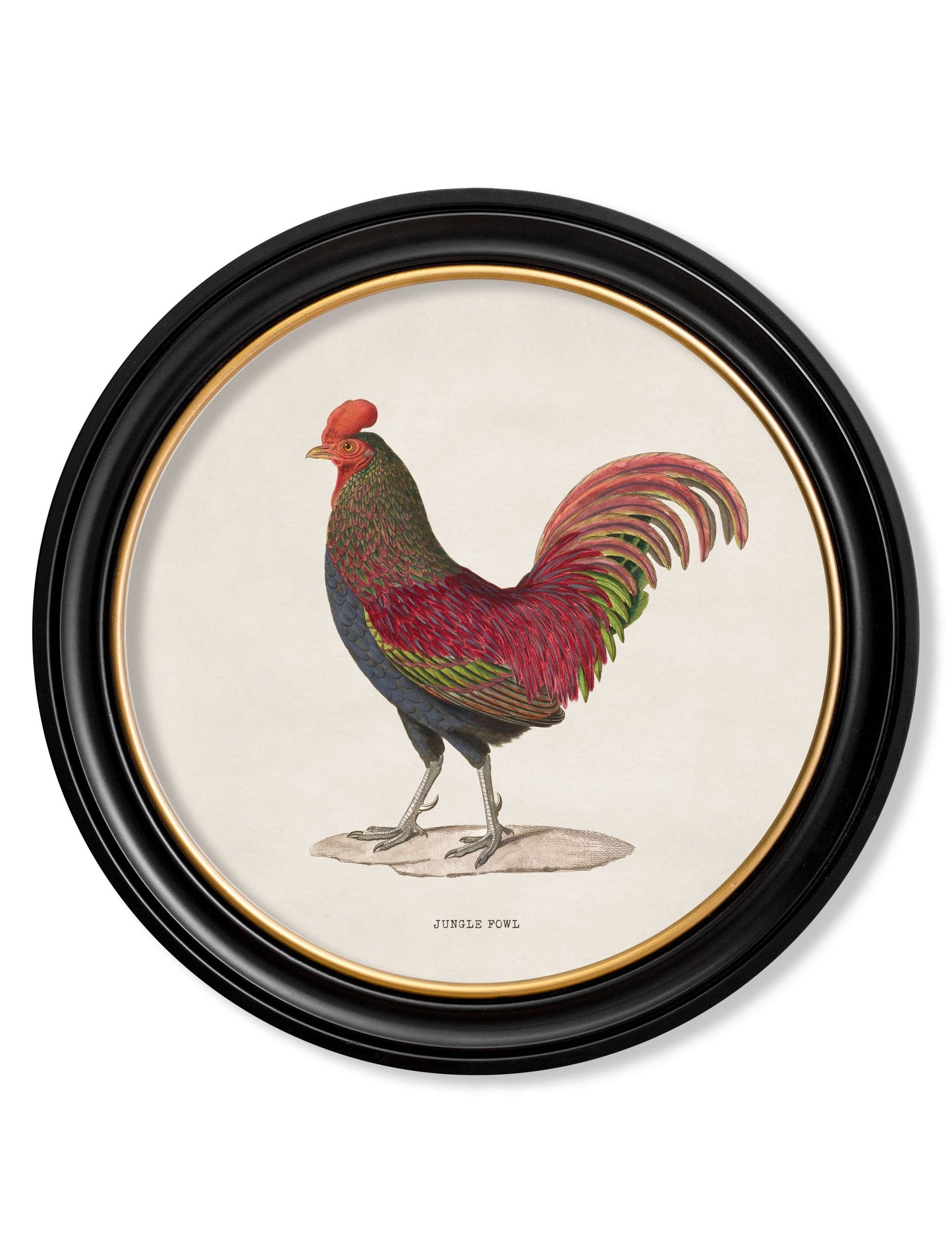 c 1870 junglefowl in round frames in size 44 x 44cm - glass-fronted framed wall art print with solid wood frame, a beautiful addition to stylish homes