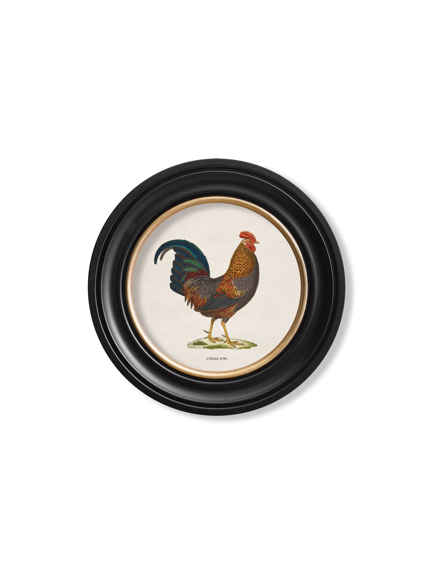 c 1870 junglefowl in round frames in size 70 x 70cm - glass-fronted framed wall art print with solid wood frame, perfect for statement wall decor