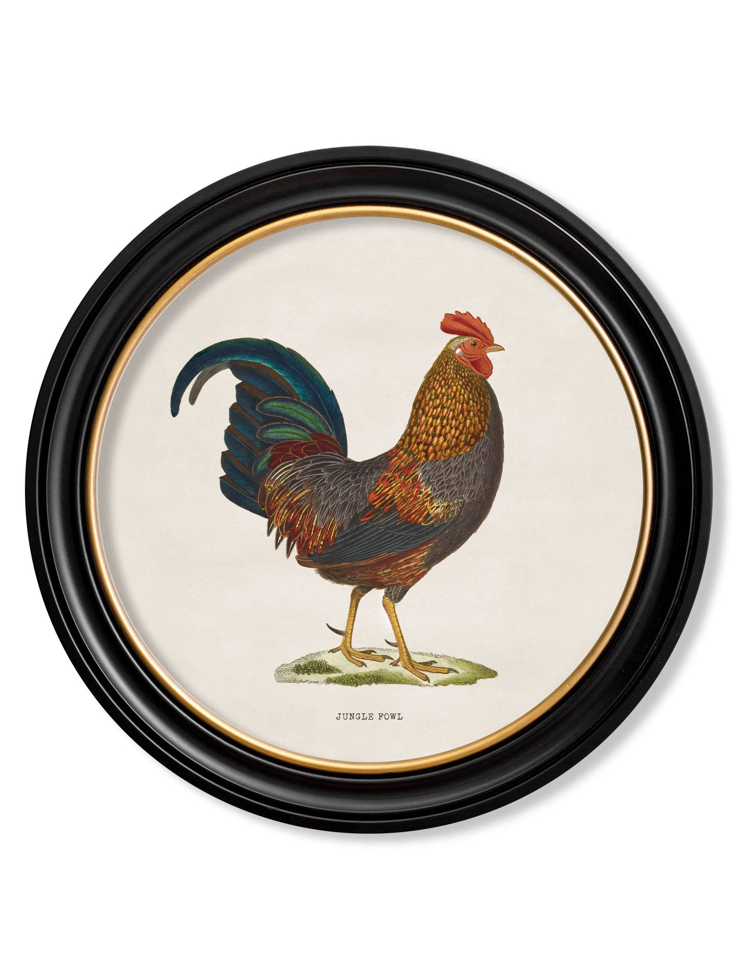 c 1870 junglefowl in round frames in size 70 x 70cm - glass-fronted framed wall art print with solid wood frame, adds elegance to your decor