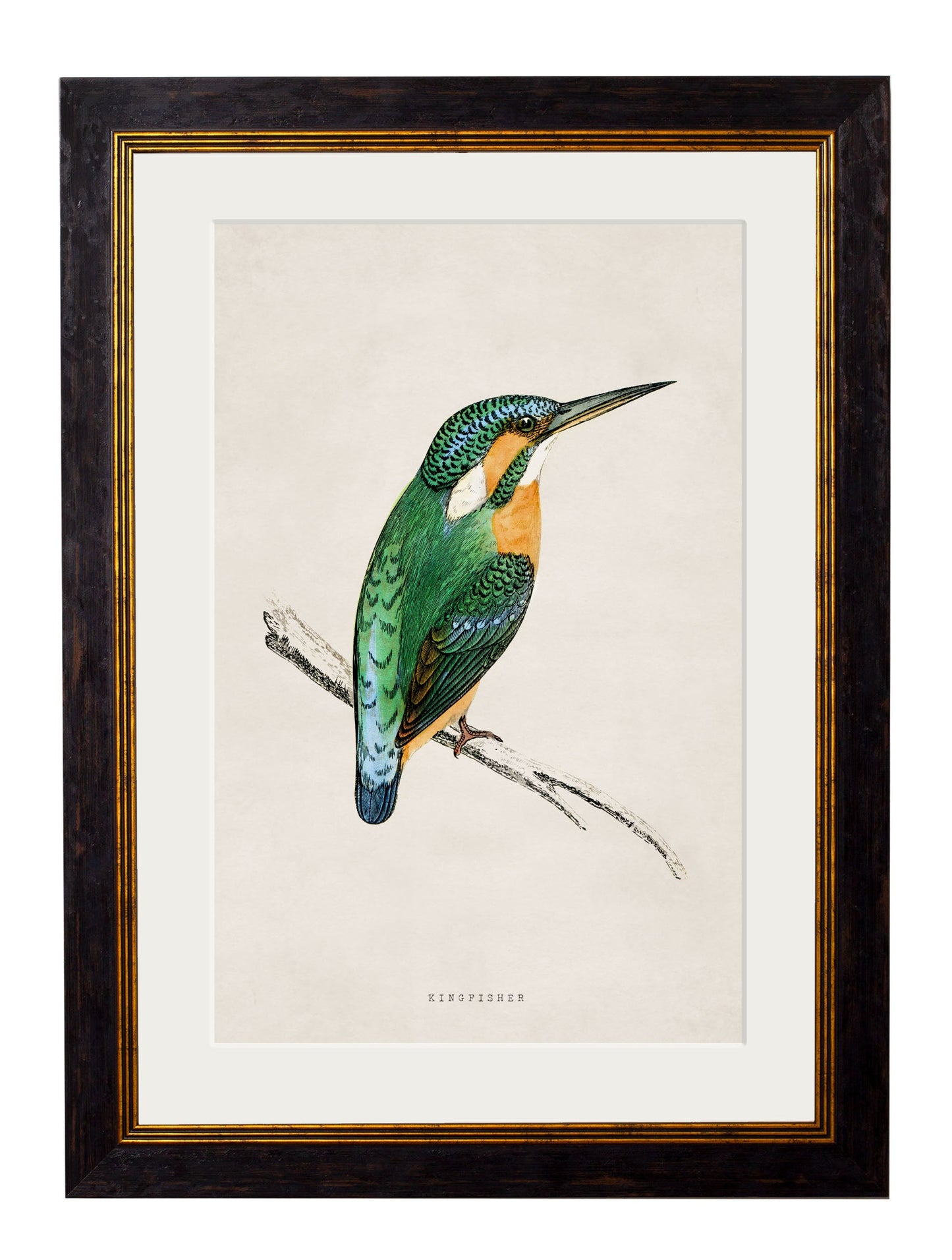 c 1850s bee eater in size 38 x 50cm - glass-fronted framed wall art print with solid wood frame, luxury wall art for sophisticated spaces