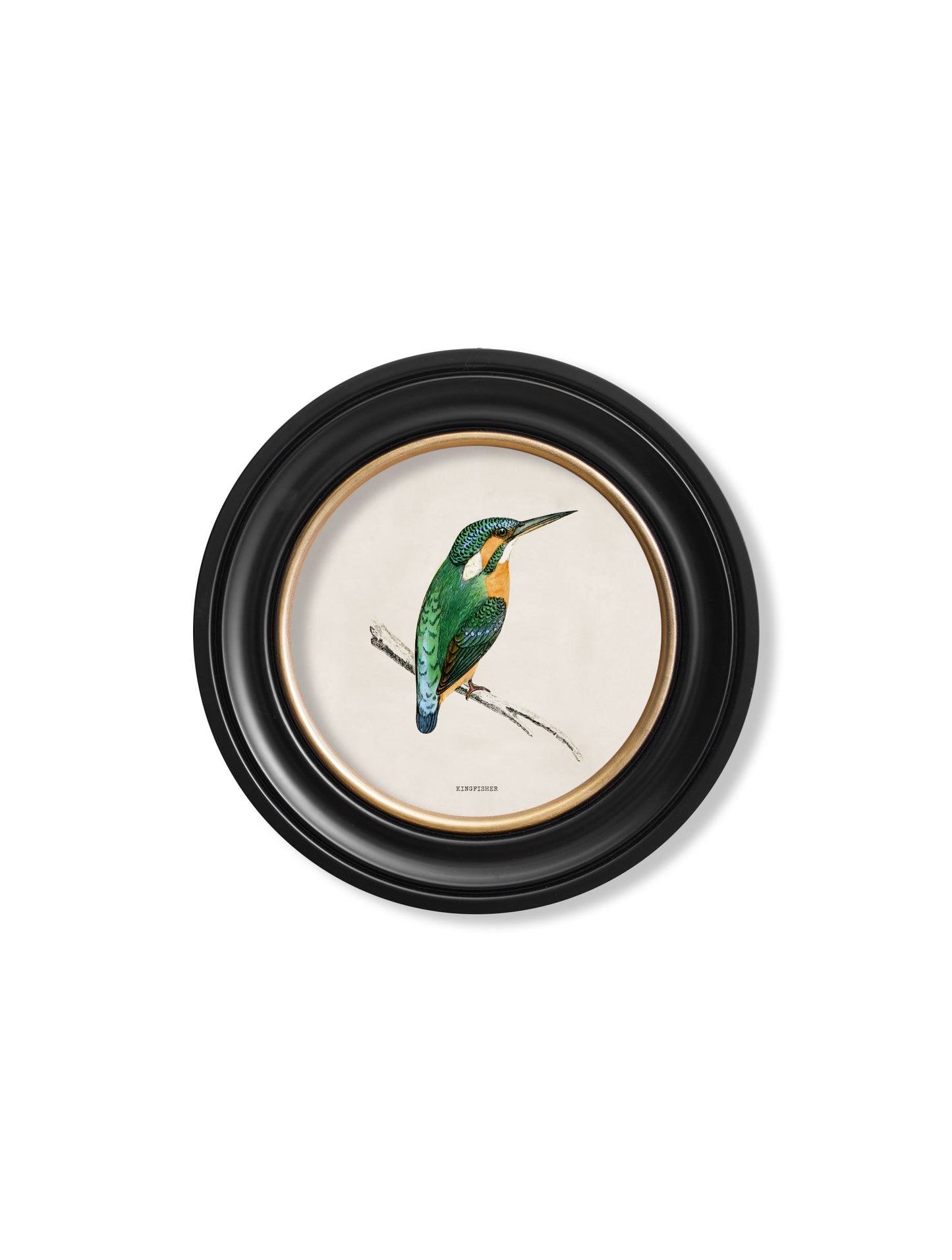c 1870 kingfisher and bee eater in size 70 x 70cm - glass-fronted framed wall art print with solid wood frame, ideal for contemporary home styling