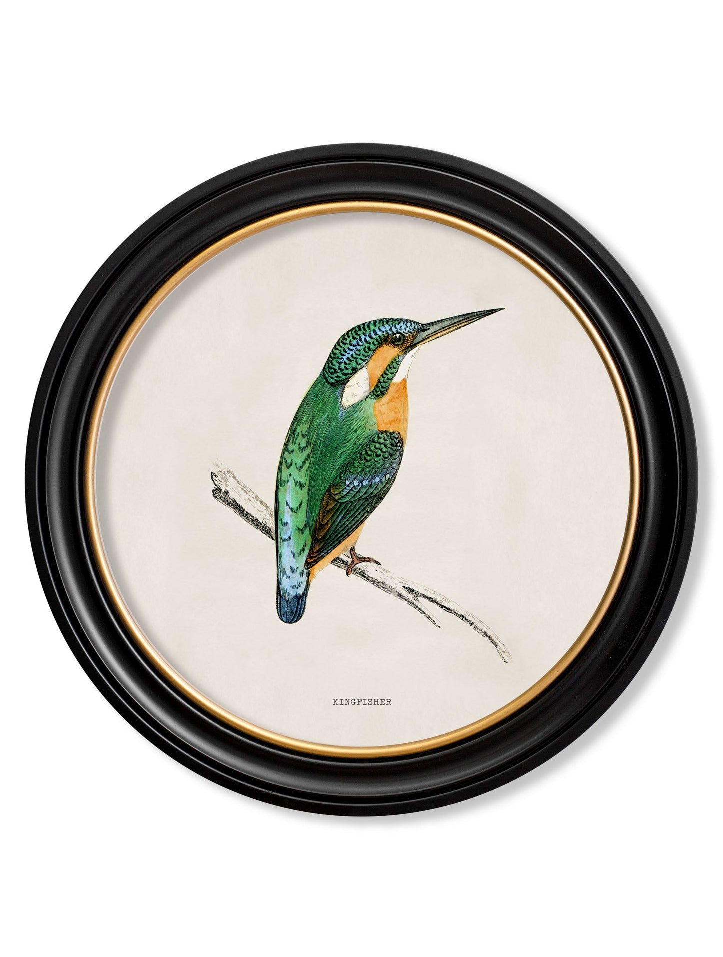 c 1870 kingfisher and bee eater in size 70 x 70cm - glass-fronted framed wall art print with solid wood frame, perfect for statement wall decor
