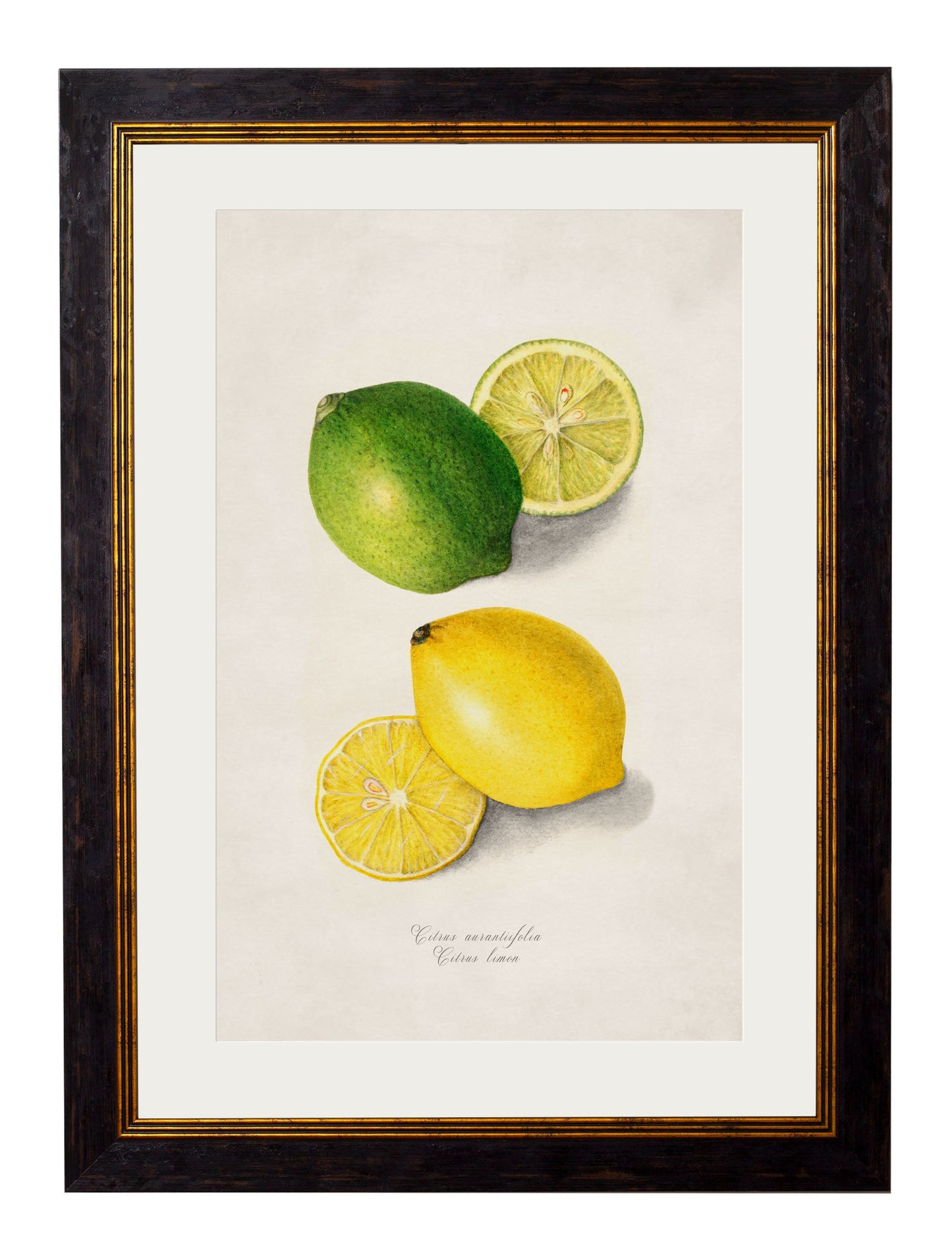 c 1886 study of oranges in size 50 x 70cm - glass-fronted framed wall art print with solid wood frame, perfect for statement wall decor