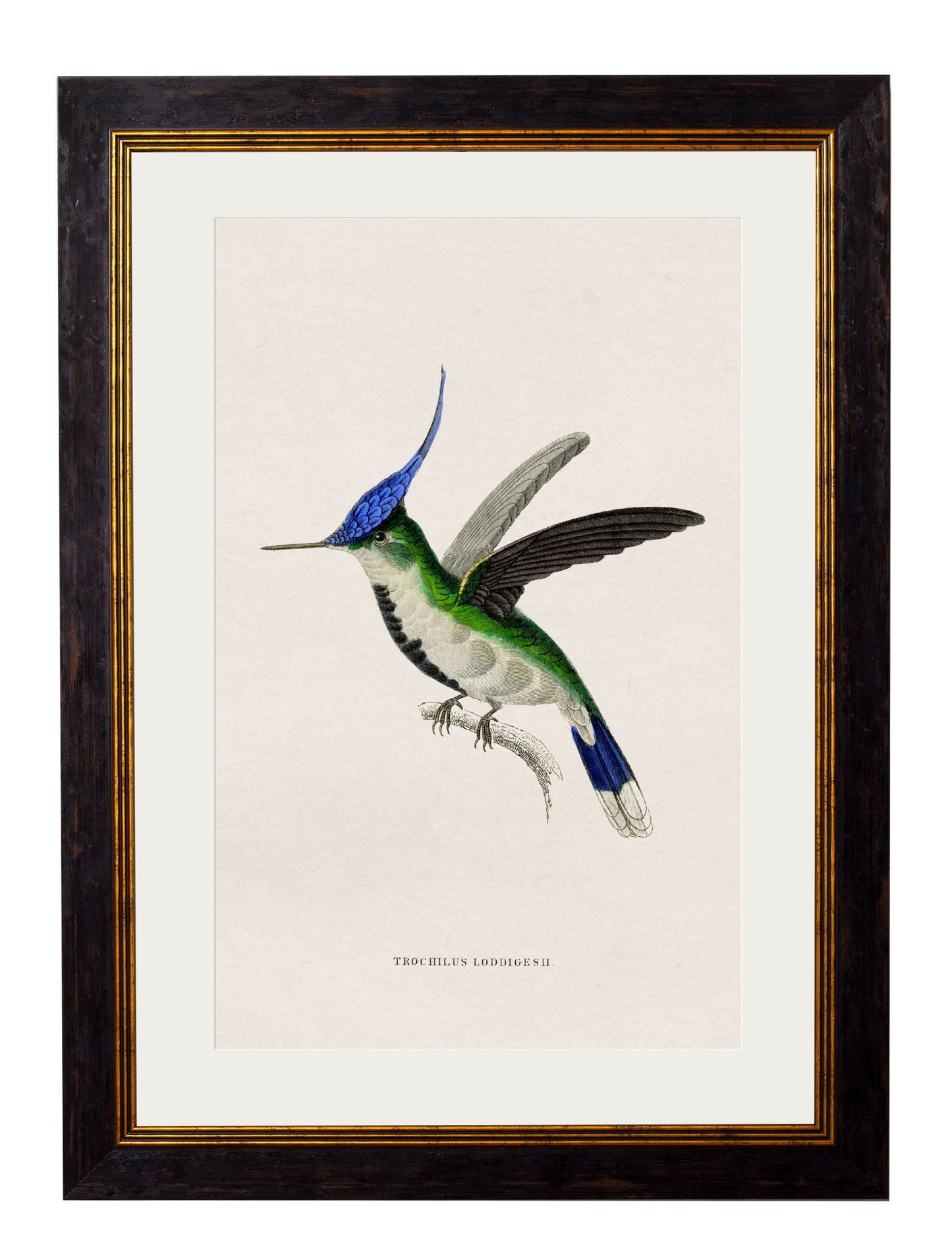 c 1833 hummingbirds 1 in size 38 x 50cm - glass-fronted framed wall art print with solid wood frame, a beautiful addition to stylish homes