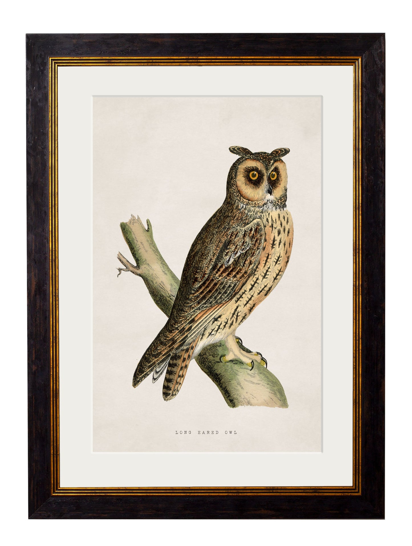 c 1870 british birds of prey in size 38 x 50cm - glass-fronted framed wall art print with solid wood frame, perfect for statement wall decor