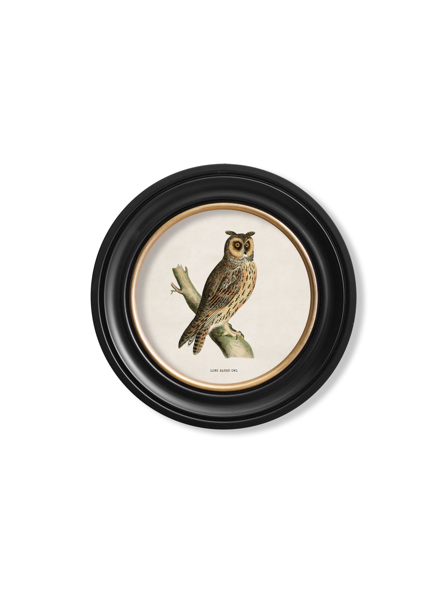 c 1870 british owls in round frames in size 70 x 70cm - glass-fronted framed wall art print with solid wood frame, adds elegance to your decor
