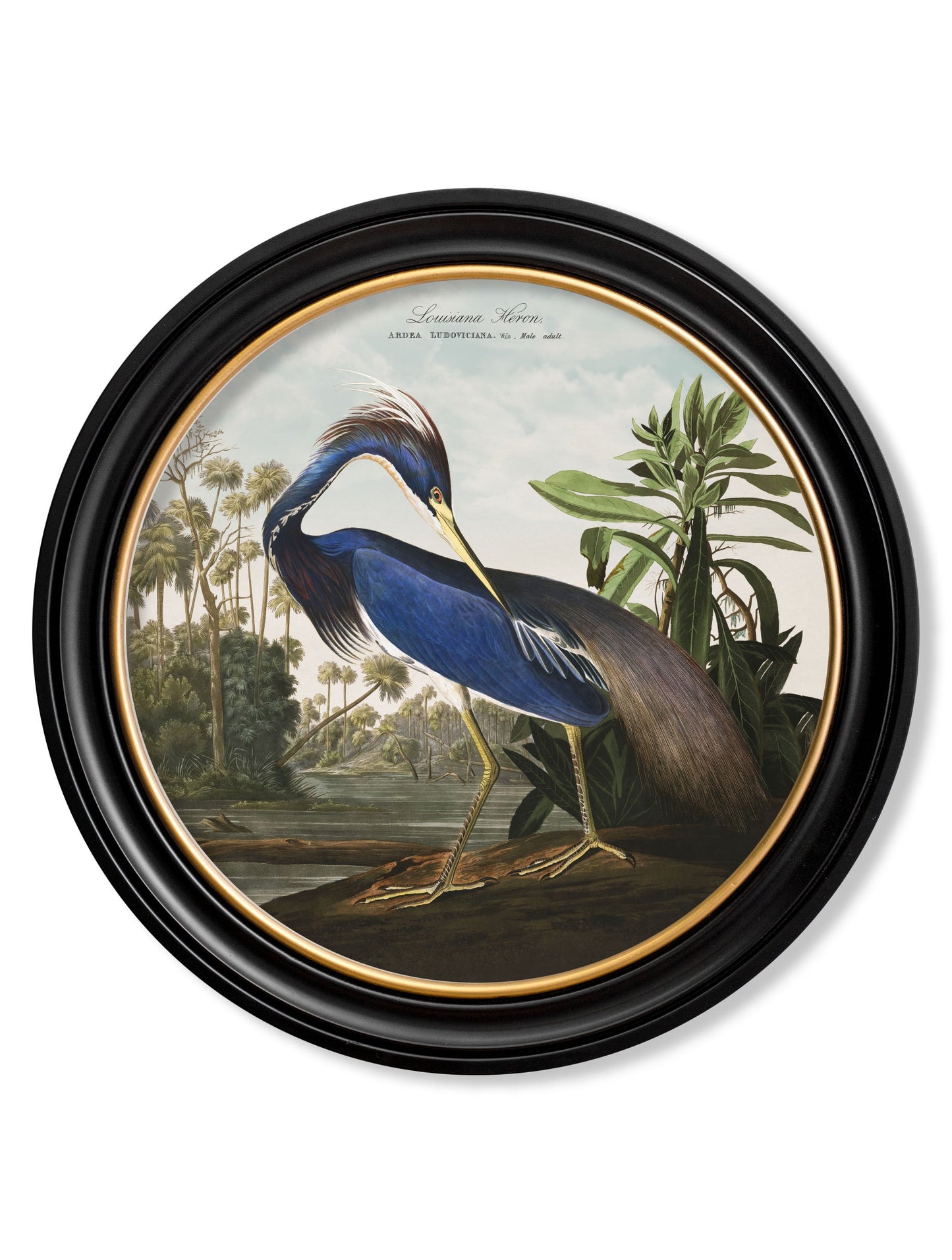 c 1838 audubons herons in round frames in size 70 x 70cm - glass-fronted framed wall art print with solid wood frame, perfect for luxury home decor