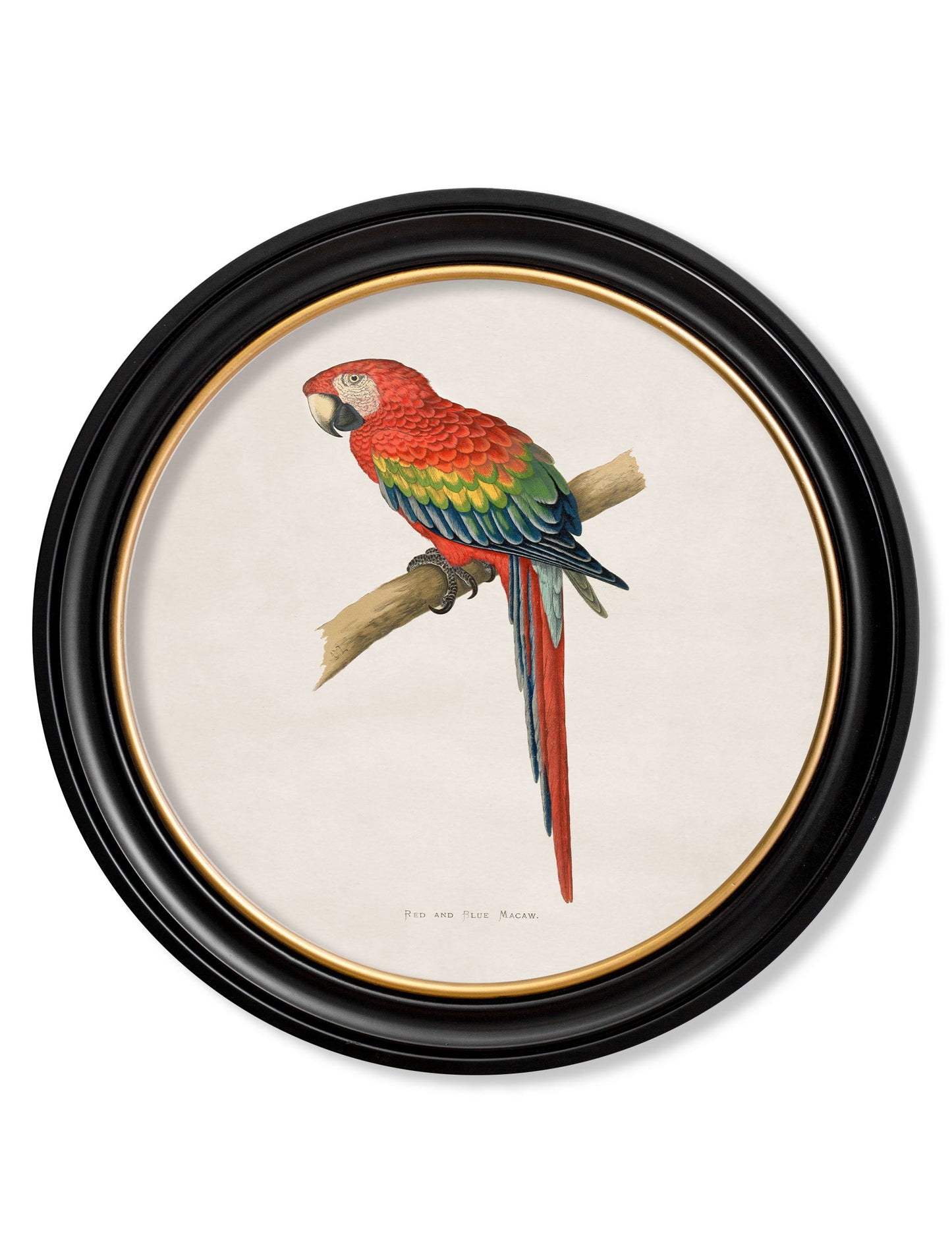 c 1884s collection of macaws in round frames in size 70 x 70cm - glass-fronted framed wall art print with solid wood frame, perfect for statement wall decor