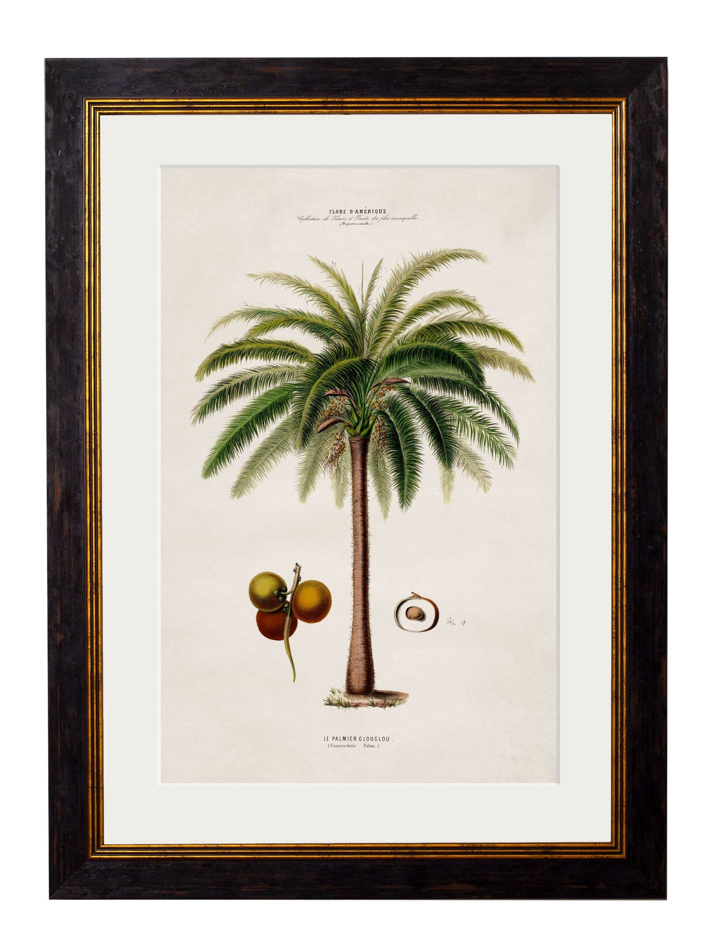 c 1843 macaw palm framed print in size 50 x 70cm - glass-fronted framed wall art print with solid wood frame, ideal for contemporary home styling