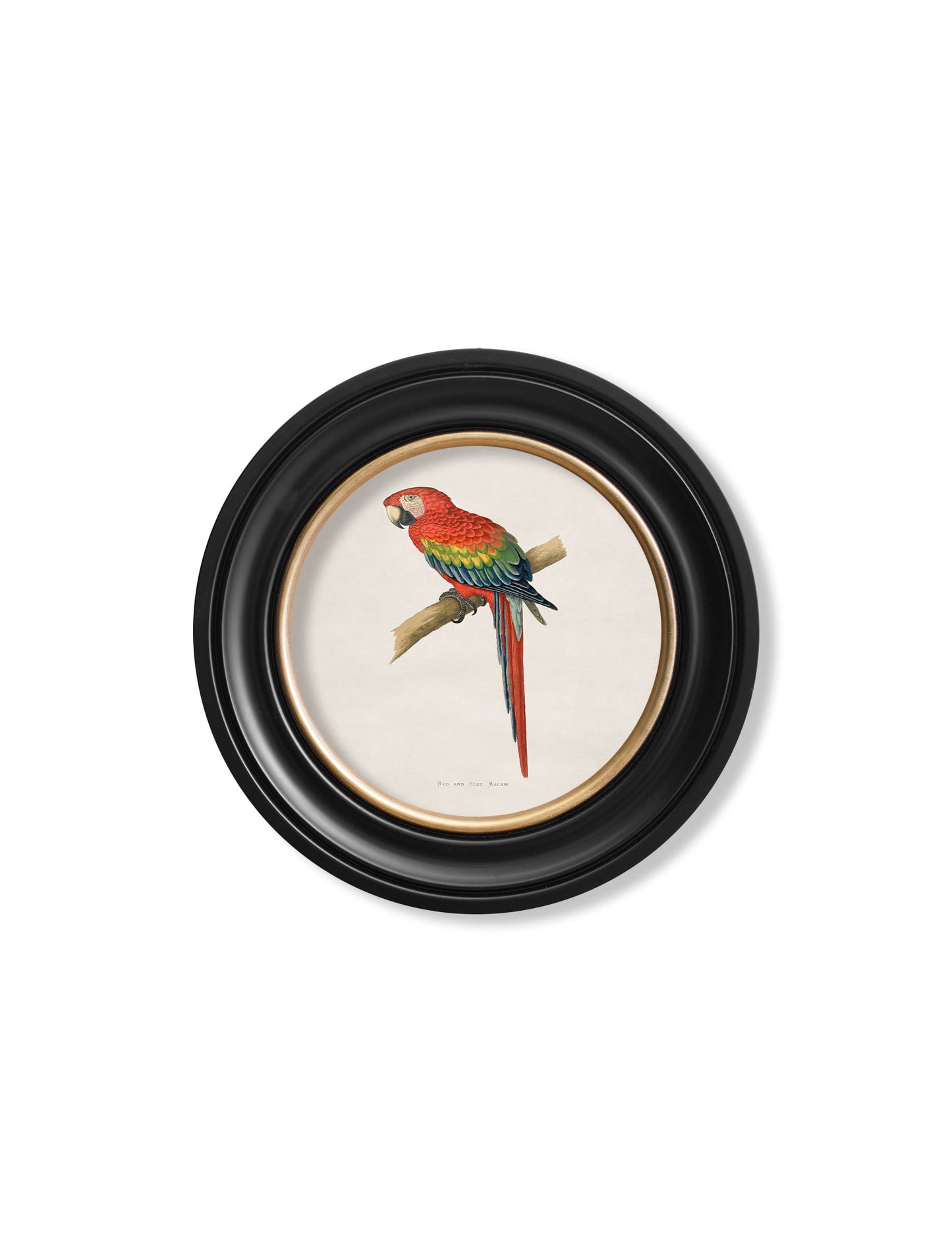 c 1884s collection of macaws in round frames in size 70 x 70cm - glass-fronted framed wall art print with solid wood frame, ideal for contemporary home styling