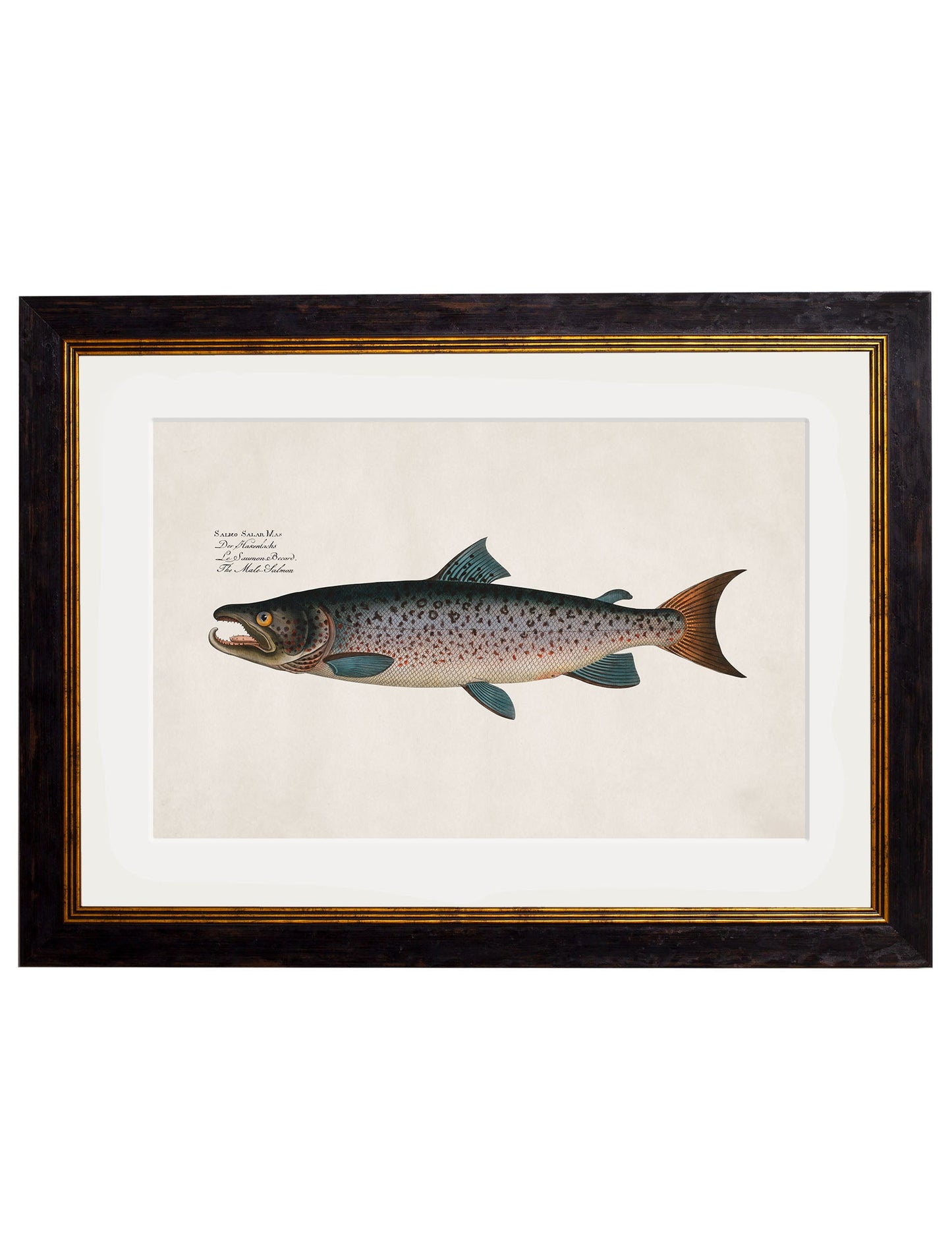 c 1785 blue salmon in size 50 x 70cm - glass-fronted framed wall art print with solid wood frame, a beautiful addition to stylish homes
