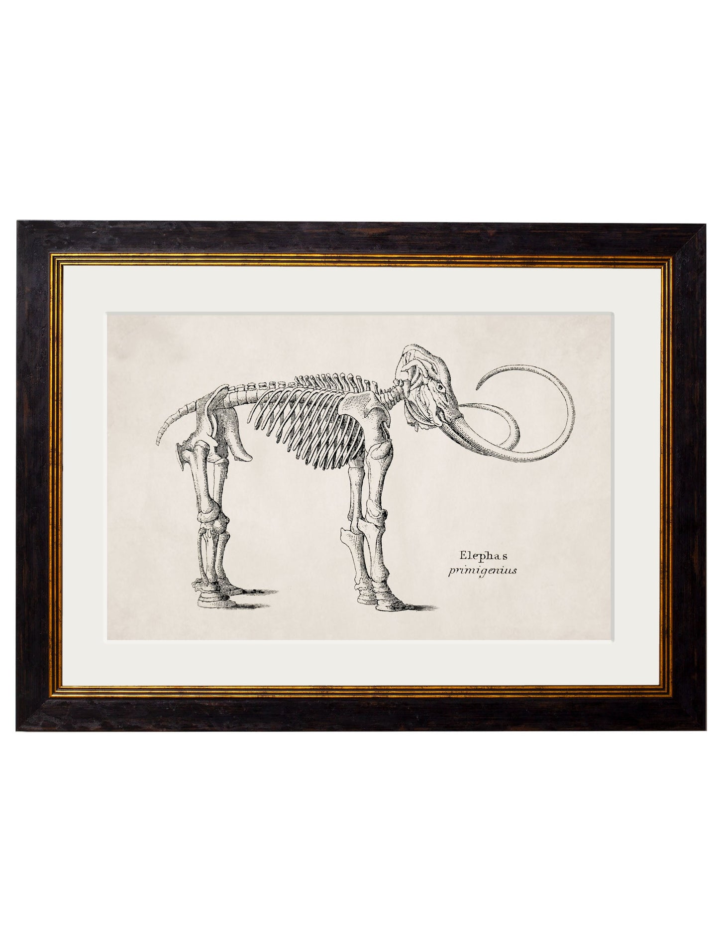 c 1870 whale skeletons print in size 50 x 70cm - glass-fronted framed wall art print with solid wood frame, perfect for statement wall decor