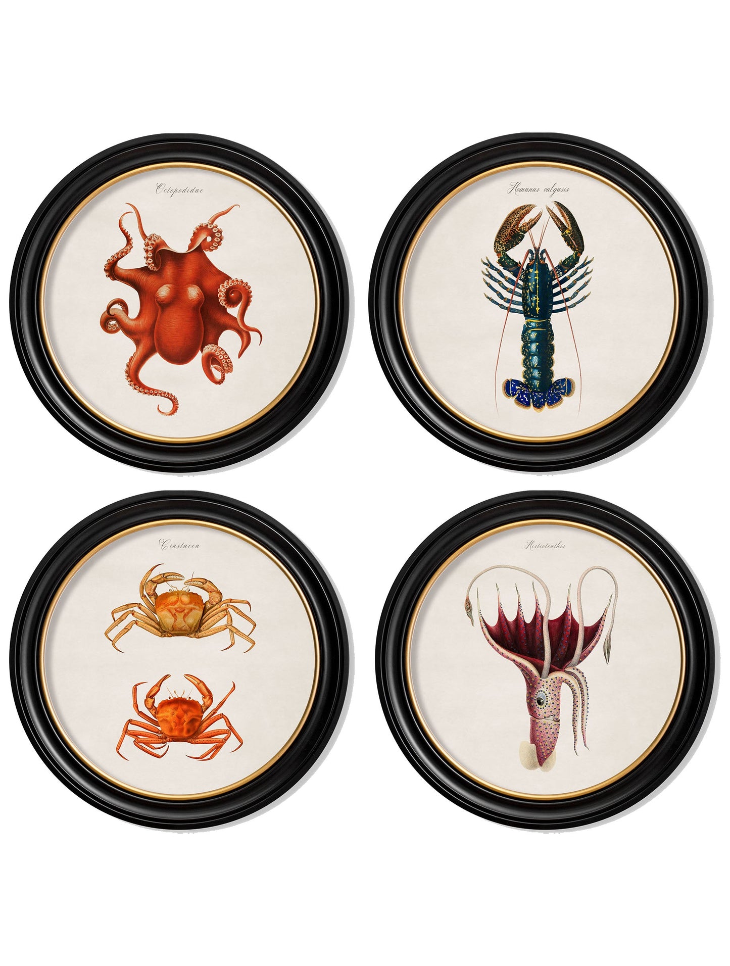c.1876 Marine Animals in Round Frames in size 44 x 44cm - glass-fronted framed wall art print with solid wood frame, designed for high-end interior design