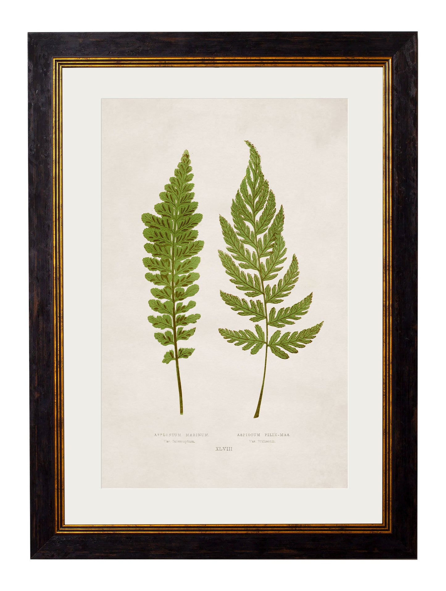 c 1864 collection of british ferns in size 50 x 70cm - glass-fronted framed wall art print with solid wood frame, adds elegance to your decor