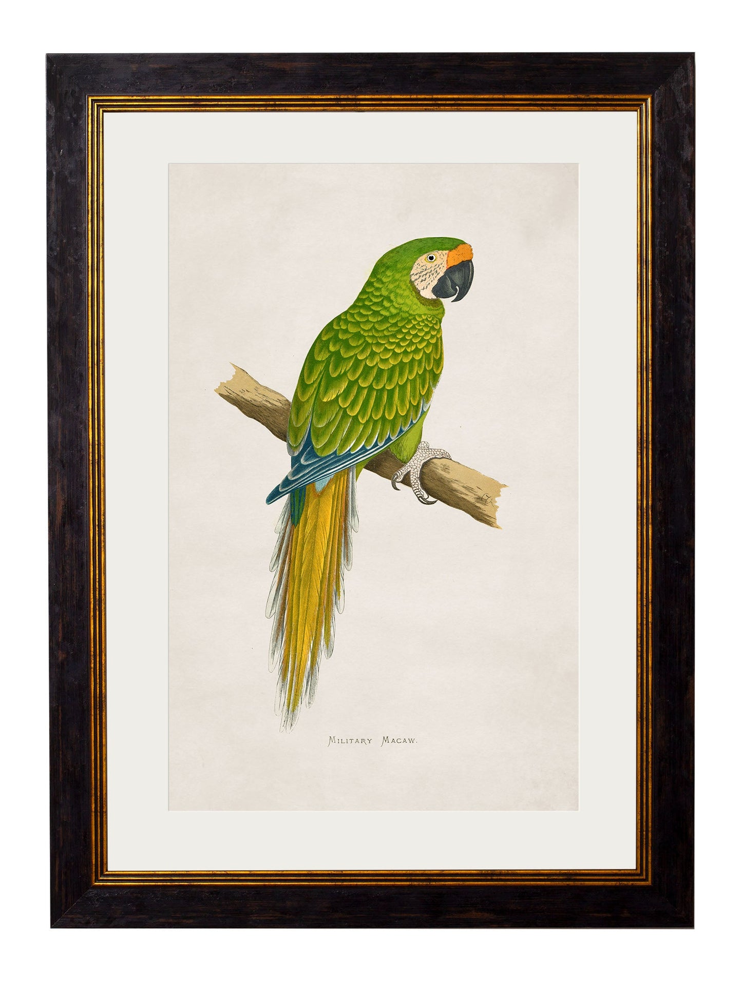 c 1884s parrots in size 38 x 50cm - glass-fronted framed wall art print with solid wood frame, luxury wall art for sophisticated spaces