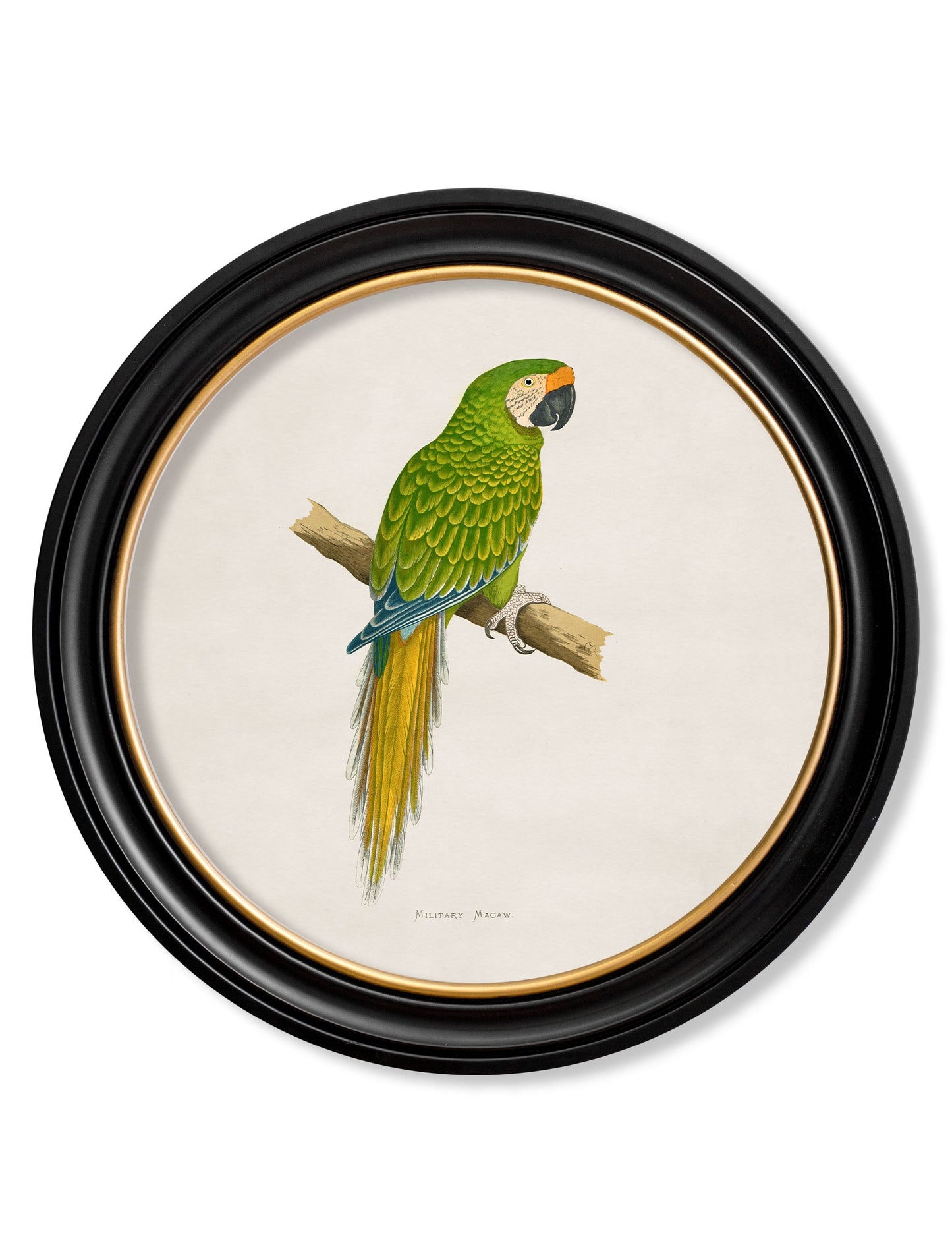 c 1884s collection of macaws in round frames in size 70 x 70cm - glass-fronted framed wall art print with solid wood frame, ideal for contemporary home styling