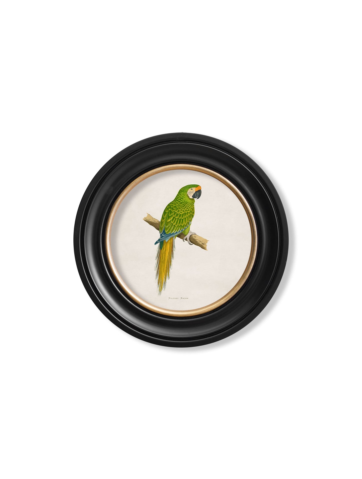 c 1884s collection of macaws in round frames in size 70 x 70cm - glass-fronted framed wall art print with solid wood frame, ideal for modern interiors