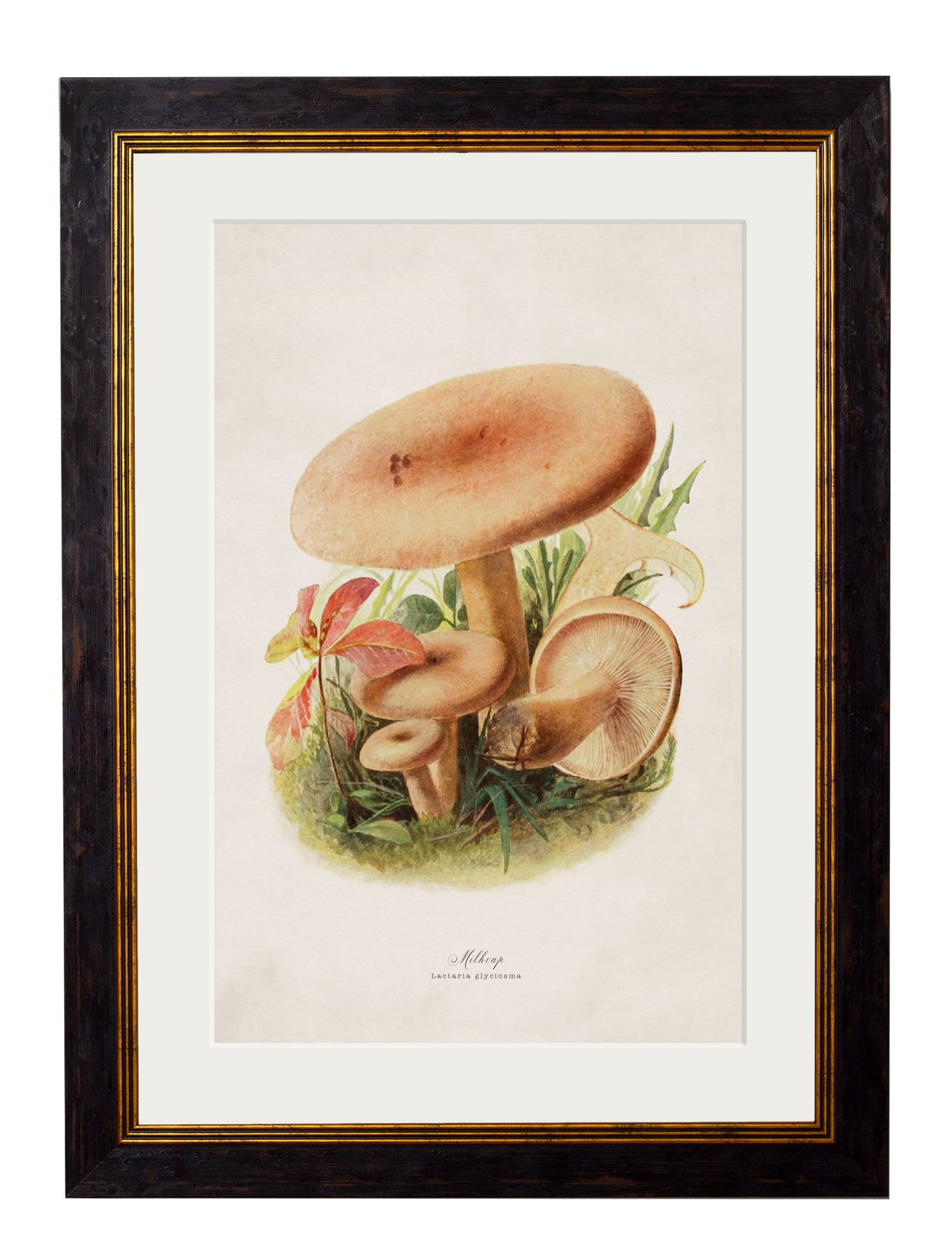 c 1913 edible mushrooms in size 38 x 50cm - glass-fronted framed wall art print with solid wood frame, designed for high-end interior design