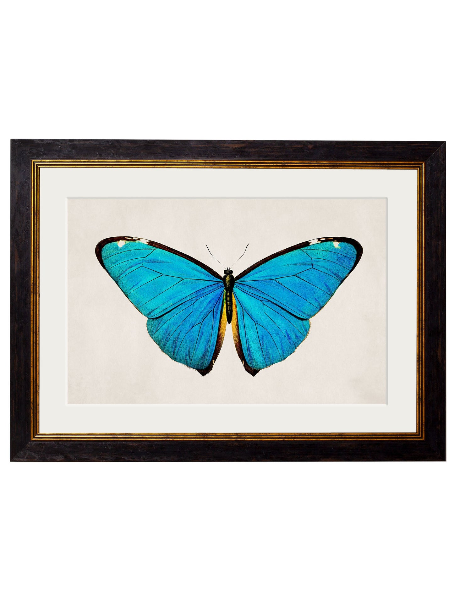 c 1836 tropical butterflies in size 50 x 70cm - glass-fronted framed wall art print with solid wood frame, ideal for modern interiors
