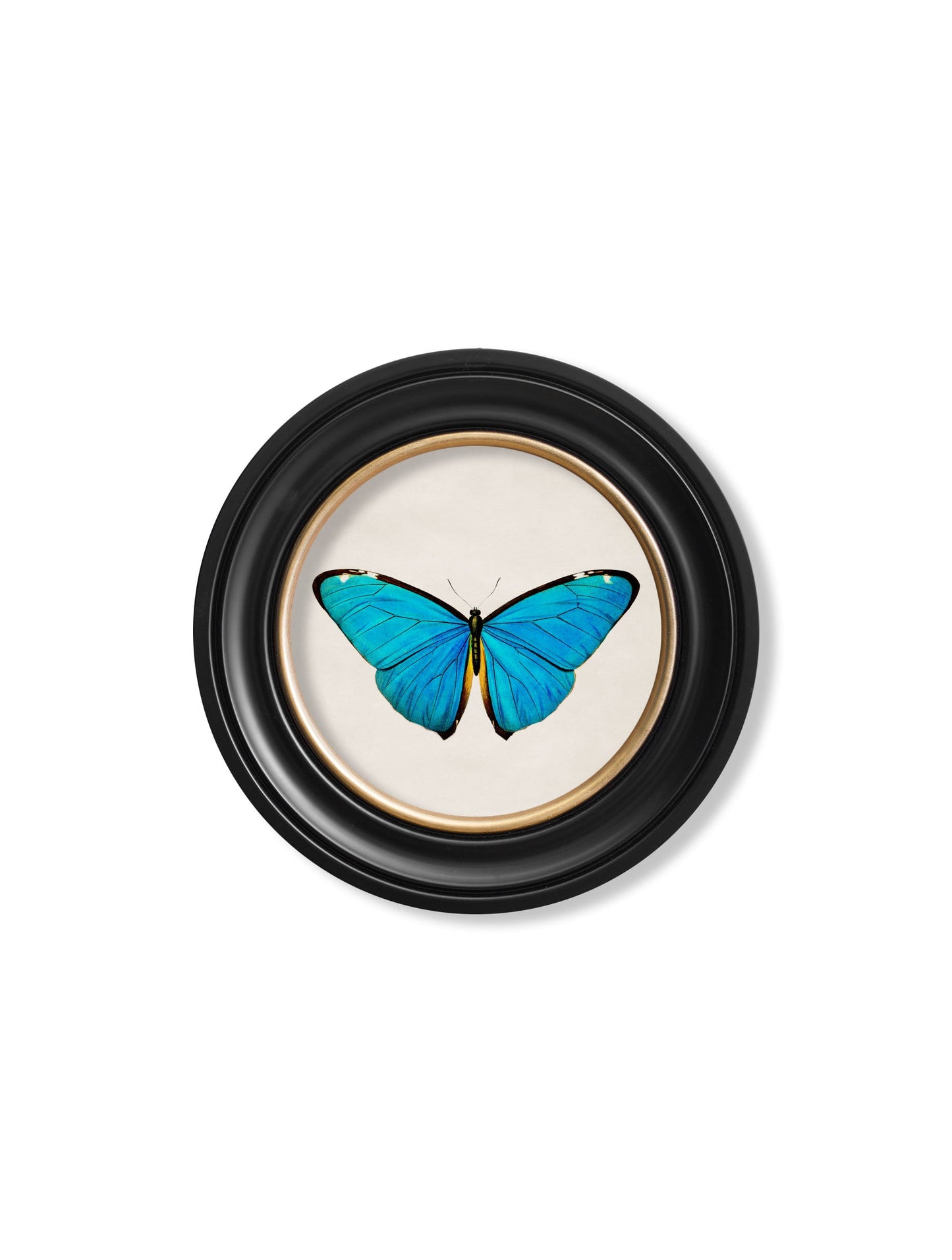 c 1836 birdwing butterfly round frame in size 70 x 70cm - glass-fronted framed wall art print with solid wood frame, adds elegance to your decor