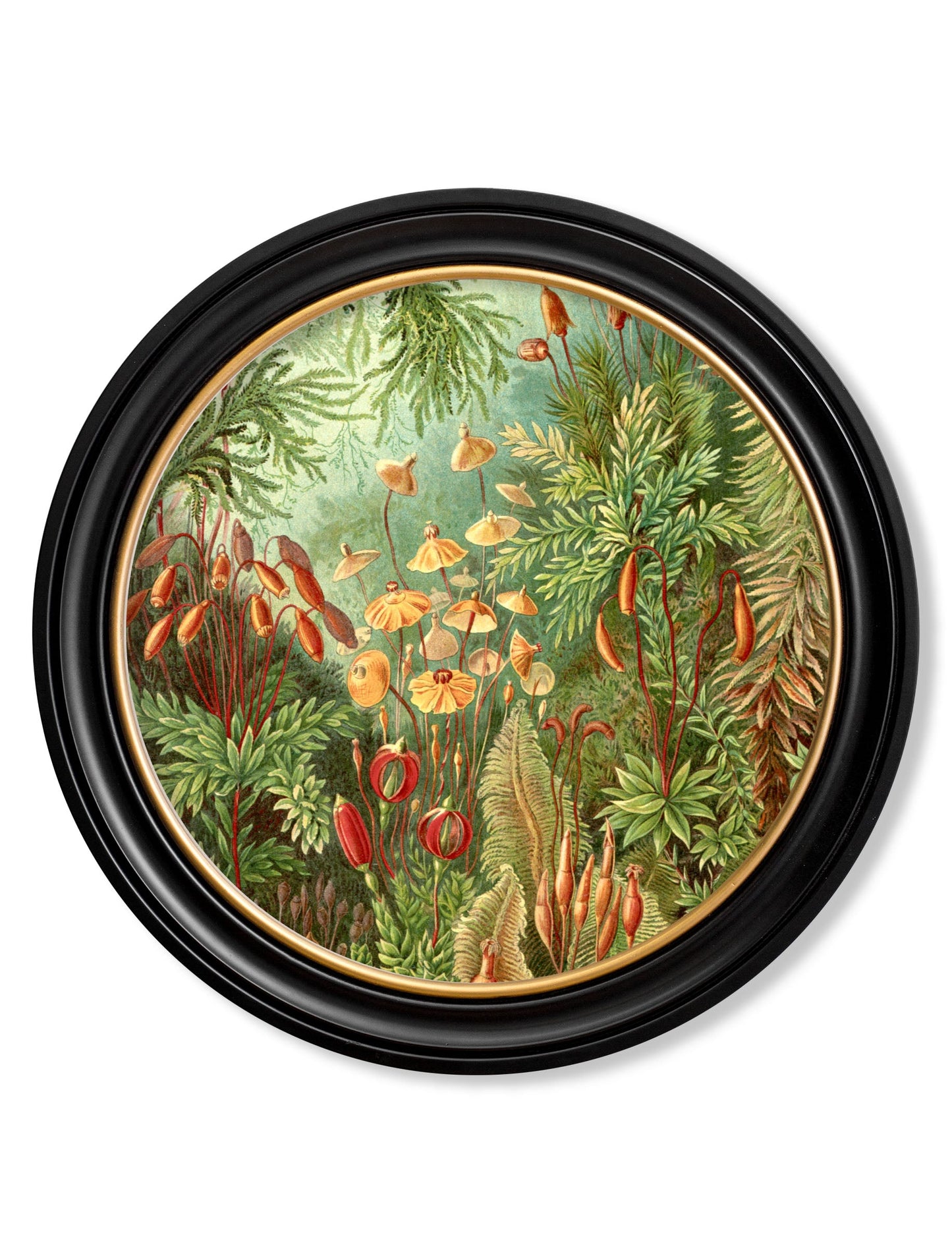 c 1904 haeckel flora and fauna round frames in size 70 x 70cm - glass-fronted framed wall art print with solid wood frame, ideal for modern interiors