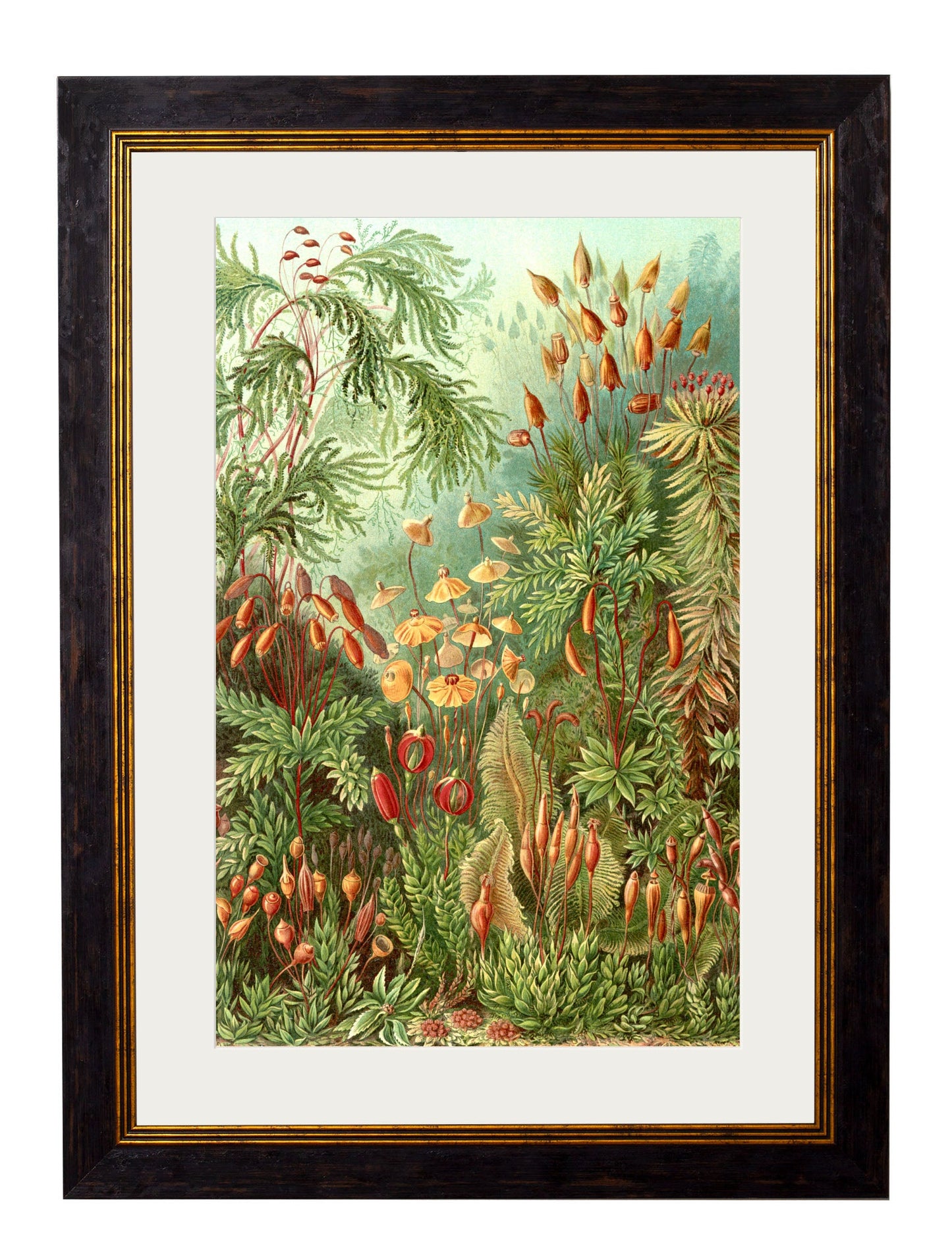 c 1904 haeckel flora in size 38 x 50cm - glass-fronted framed wall art print with solid wood frame, perfect for statement wall decor