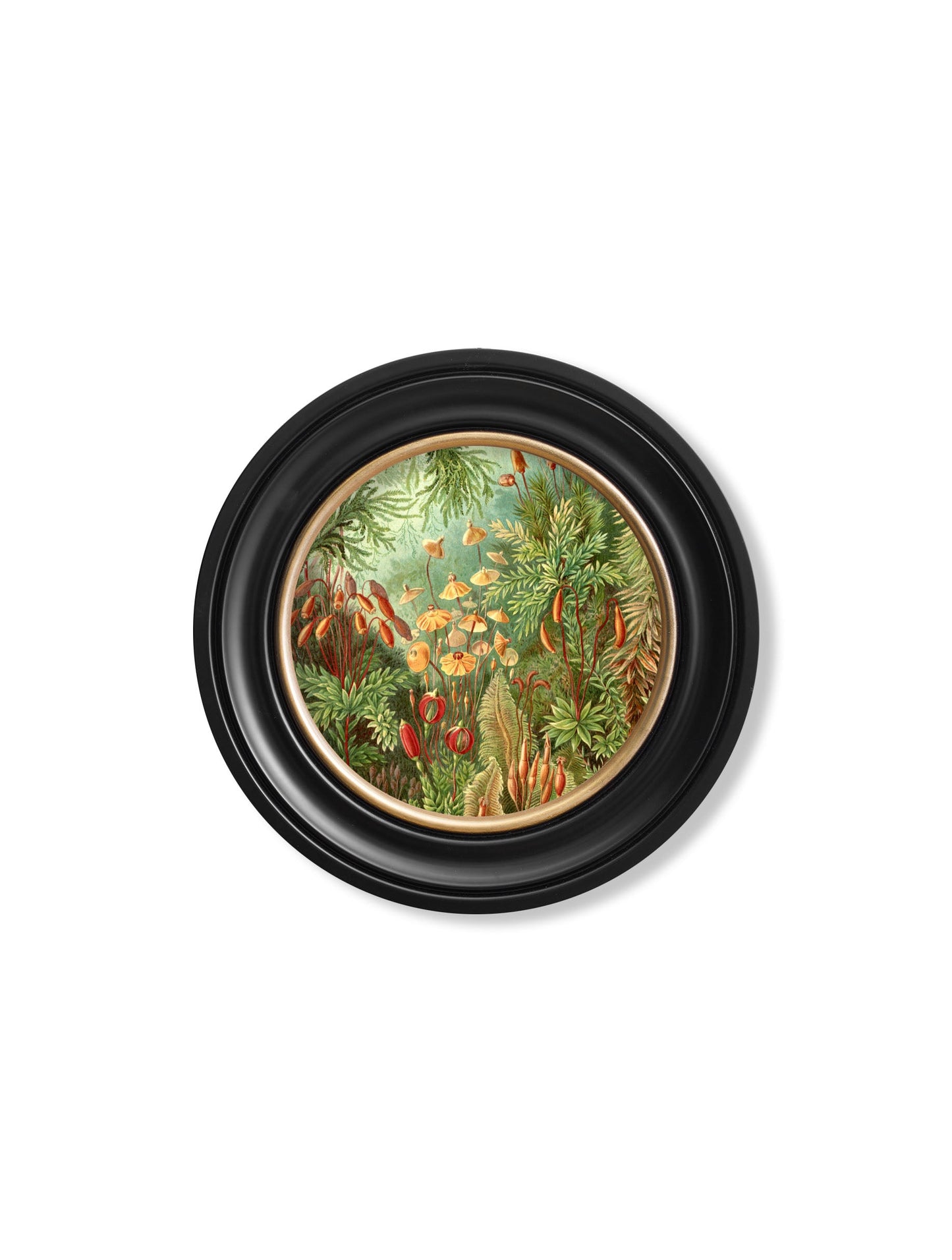 c 1904 haeckel flora and fauna round frames in size 70 x 70cm - glass-fronted framed wall art print with solid wood frame, ideal for contemporary home styling