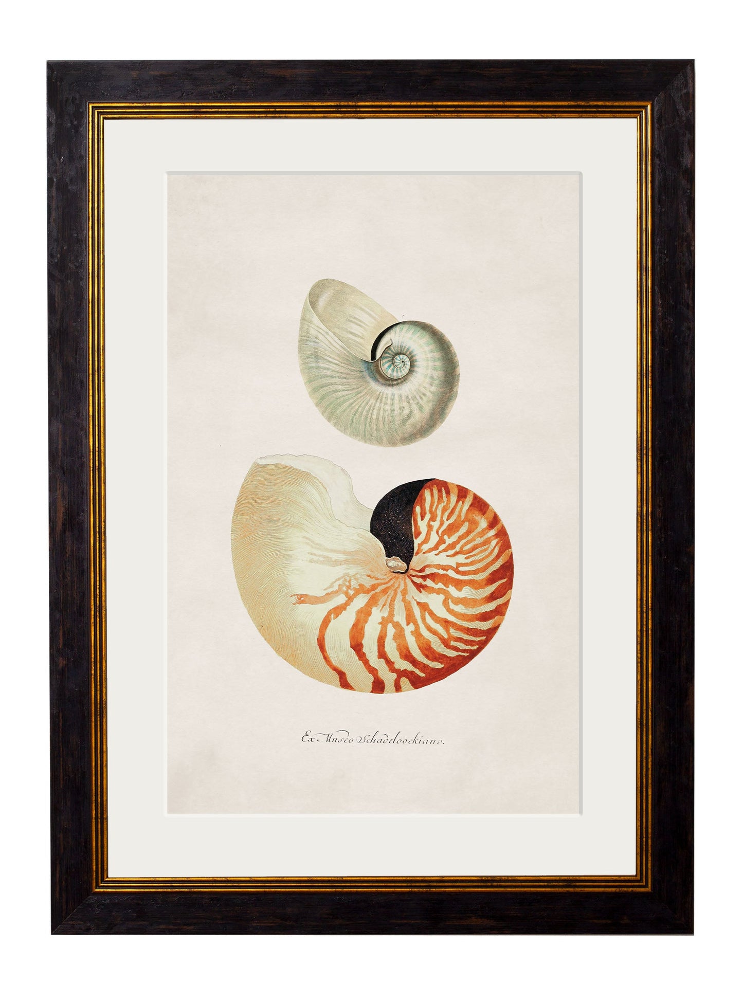 c 1848 conch shells in size 50 x 70cm - glass-fronted framed wall art print with solid wood frame, luxury wall art for sophisticated spaces