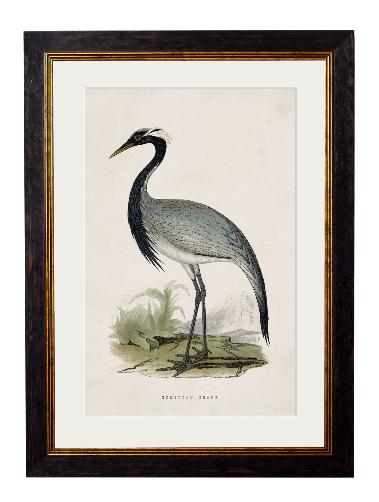 c 1850s black stork in size 38 x 50cm - glass-fronted framed wall art print with solid wood frame, luxury wall art for sophisticated spaces