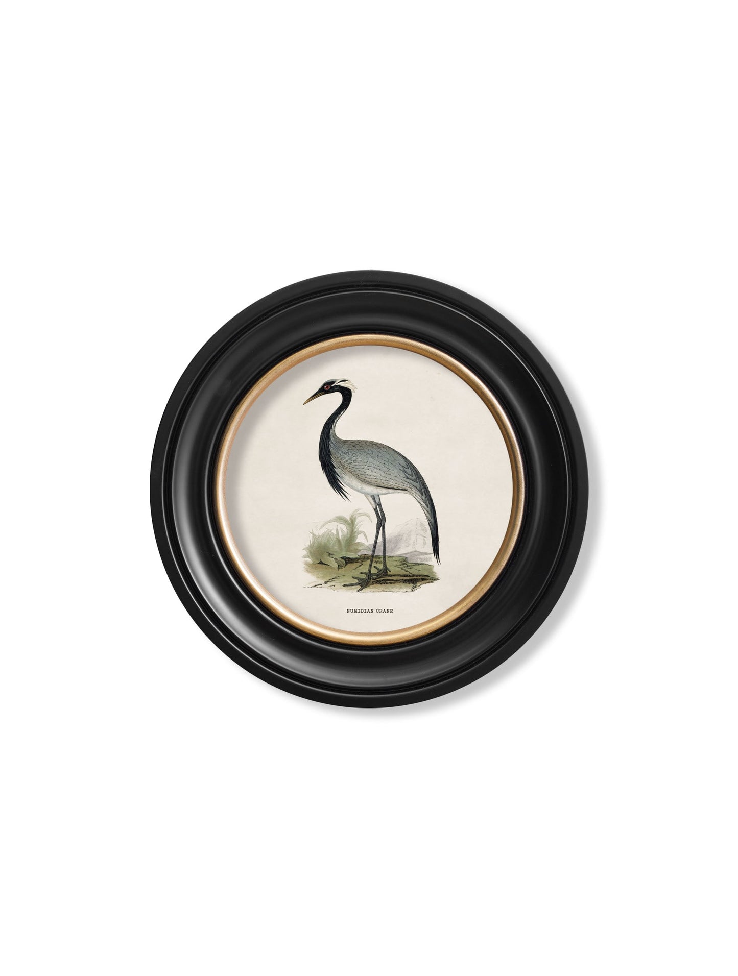 c 1870 wading birds in round frames in size 70 x 70cm - glass-fronted framed wall art print with solid wood frame, designed for high-end interior design