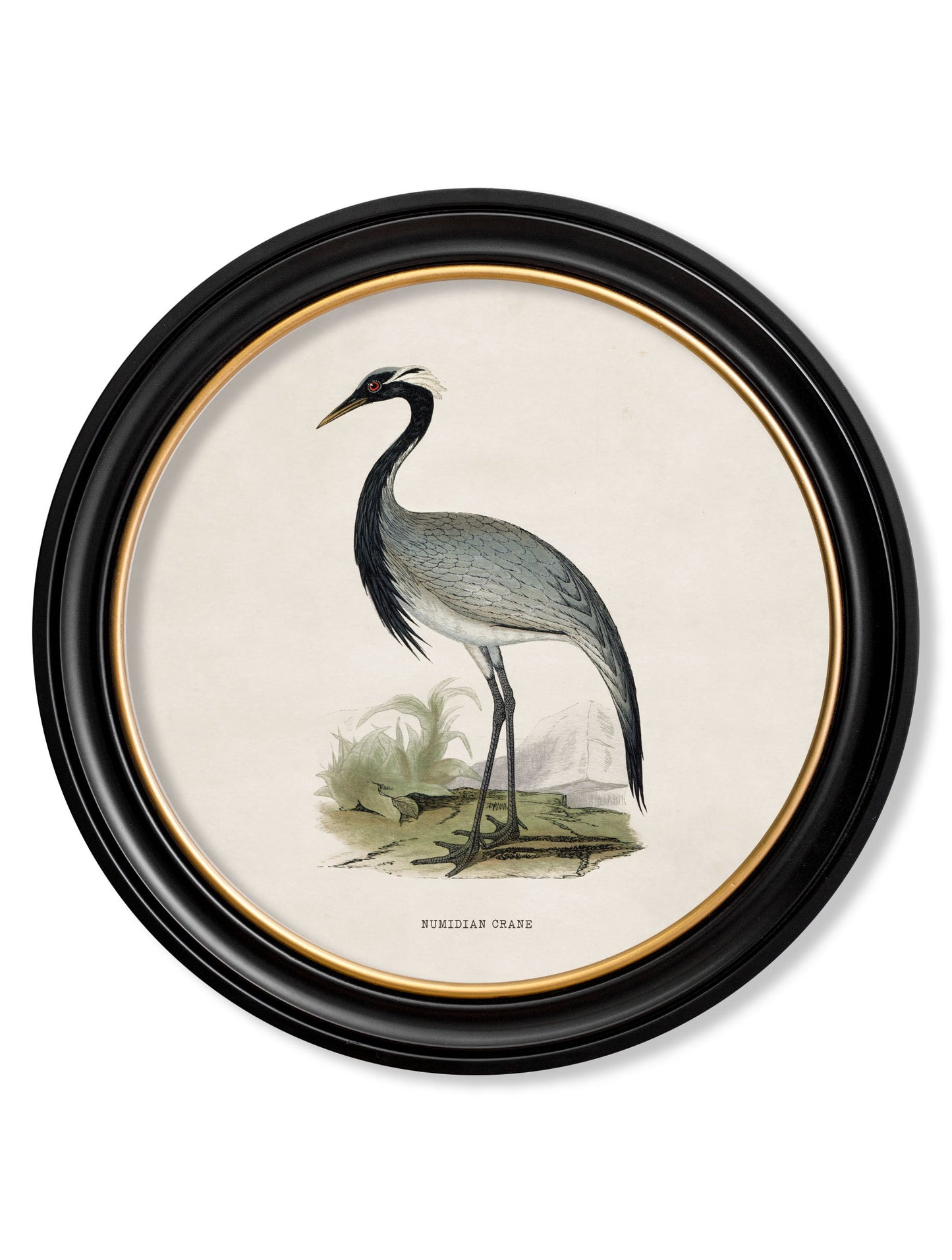 c 1870 wading birds in round frames in size 70 x 70cm - glass-fronted framed wall art print with solid wood frame, designed for high-end interior design