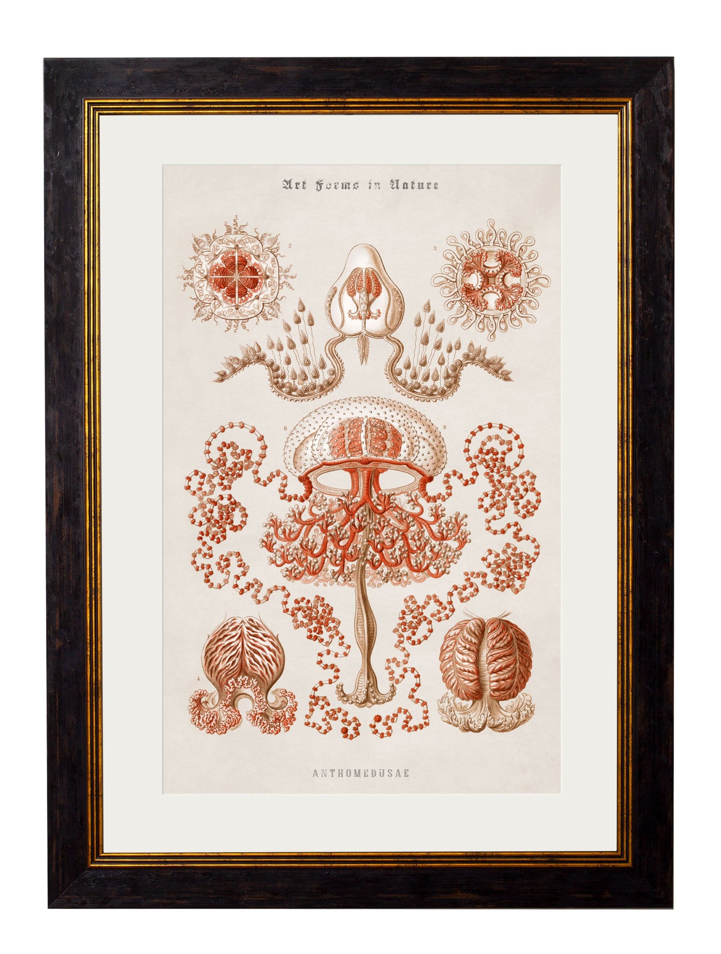 c 1904 haeckel art forms in size 38 x 50cm - glass-fronted framed wall art print with solid wood frame, perfect for statement wall decor