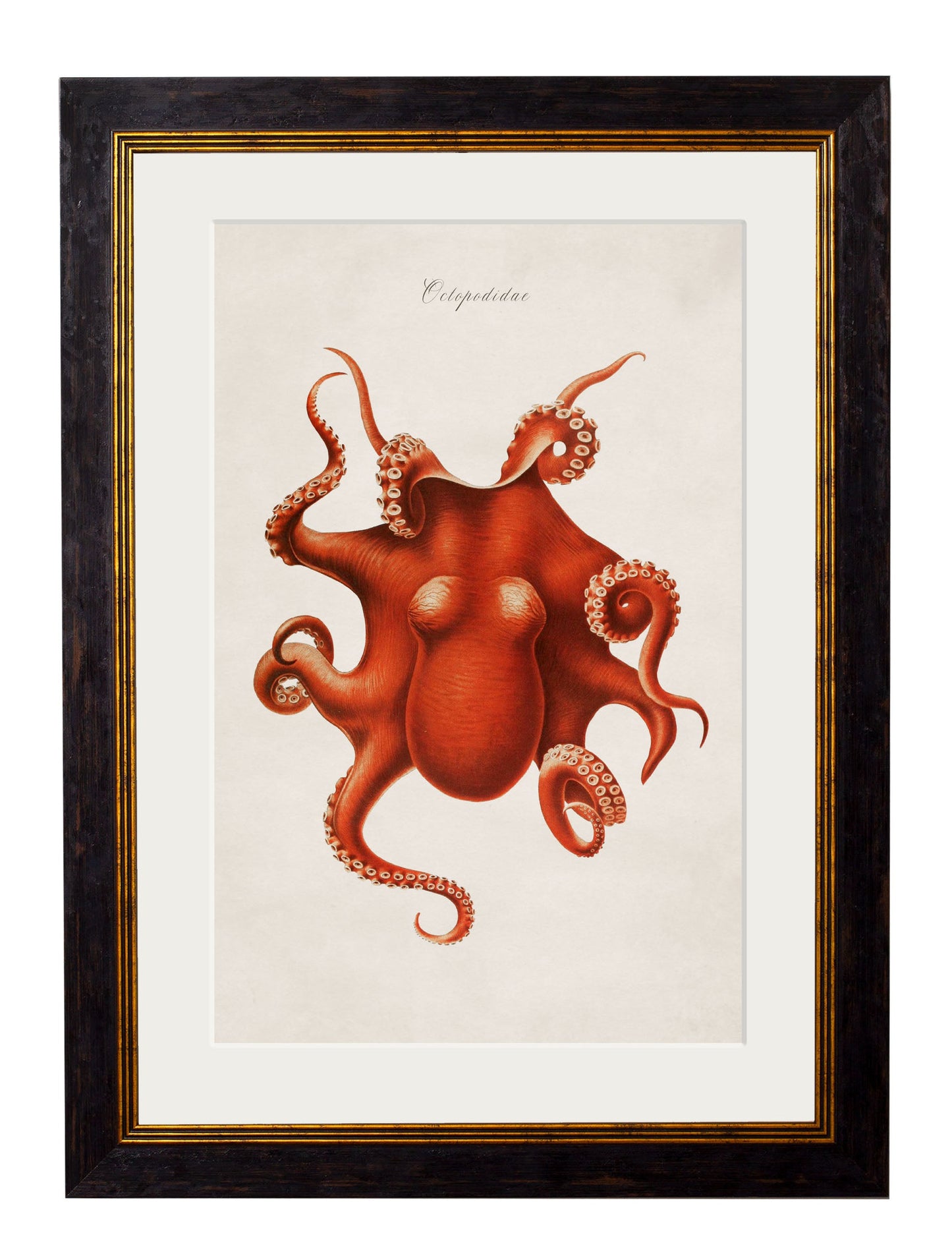 c 1876 collection of marine animals in size 38 x 50cm - glass-fronted framed wall art print with solid wood frame, perfect for luxury home decor