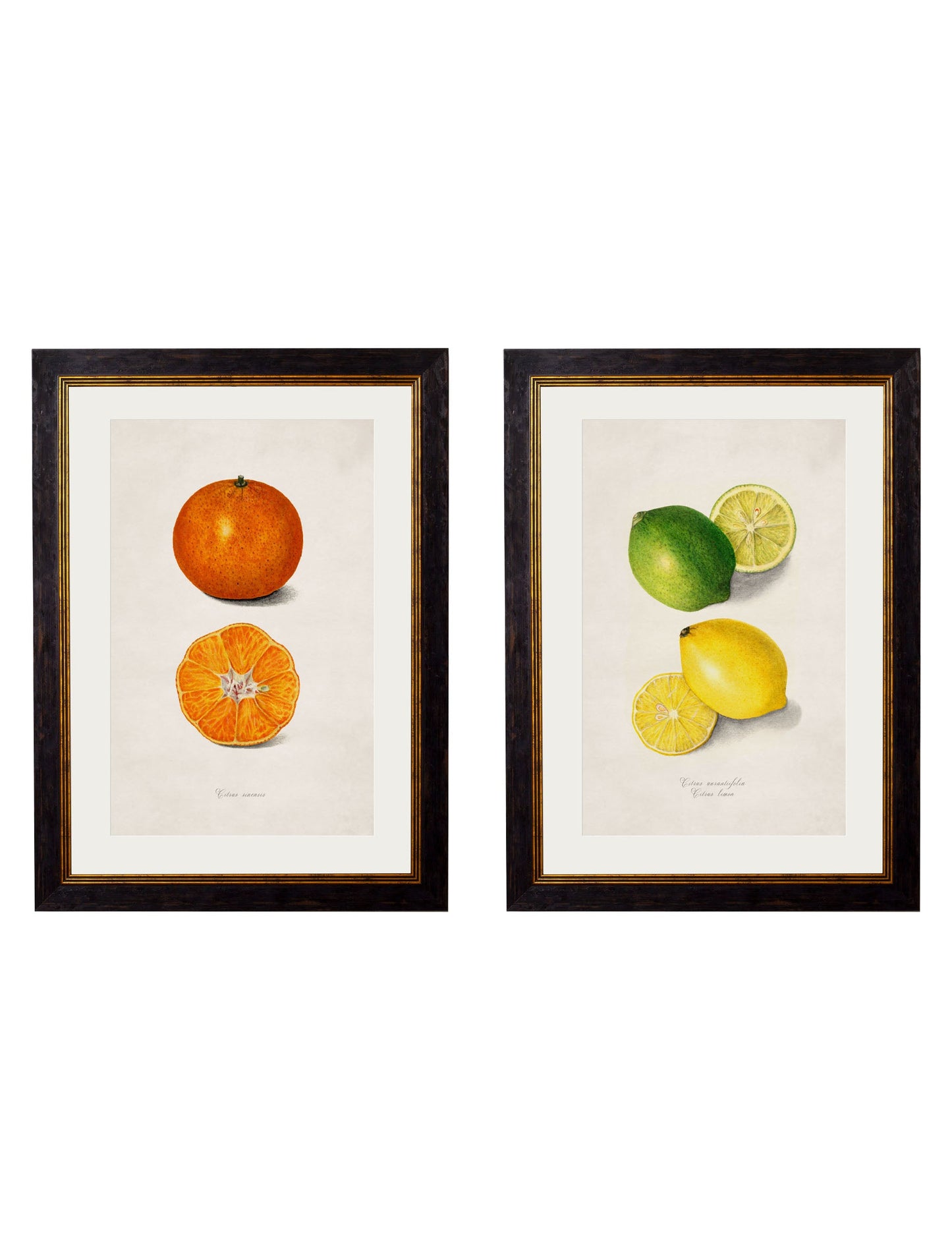 c.1886 Study of Citrus Fruit in size 38 x 50cm - glass-fronted framed wall art print with solid wood frame, luxury wall art for sophisticated spaces