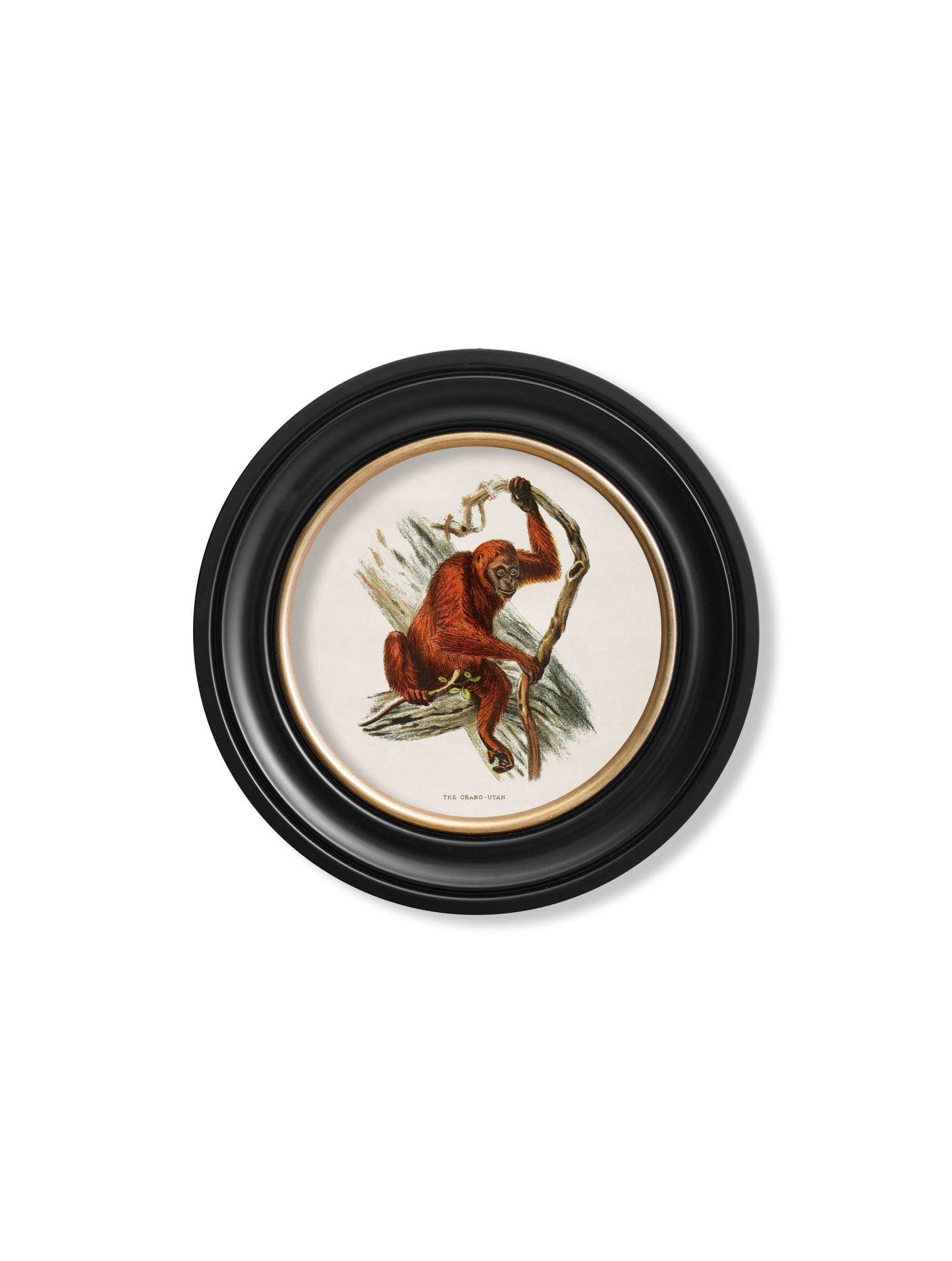 c 1910 collection of primates in round frames in size 44 x 44cm - glass-fronted framed wall art print with solid wood frame, ideal for modern interiors