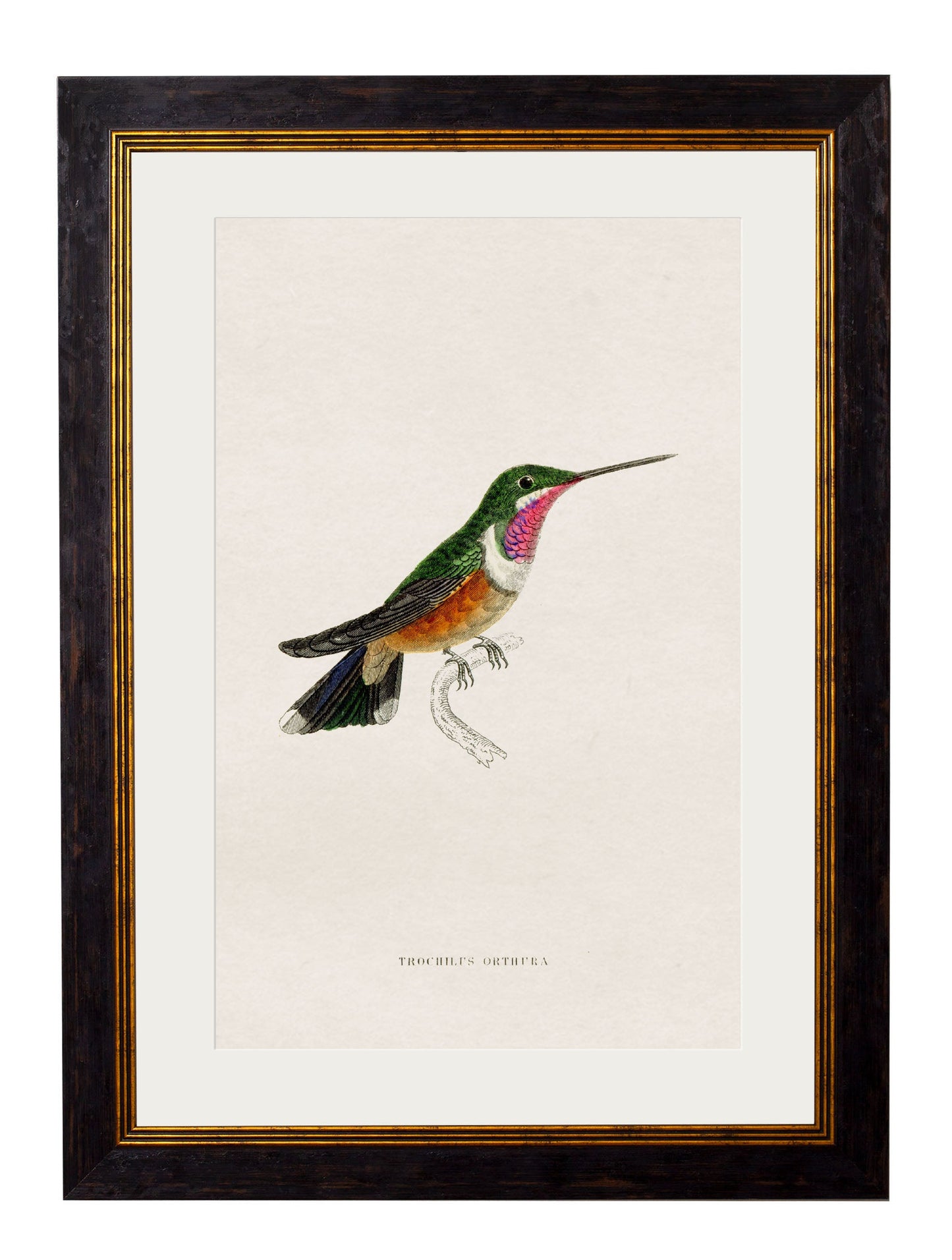 c 1833 hummingbirds 1 in size 38 x 50cm - glass-fronted framed wall art print with solid wood frame, ideal for contemporary home styling