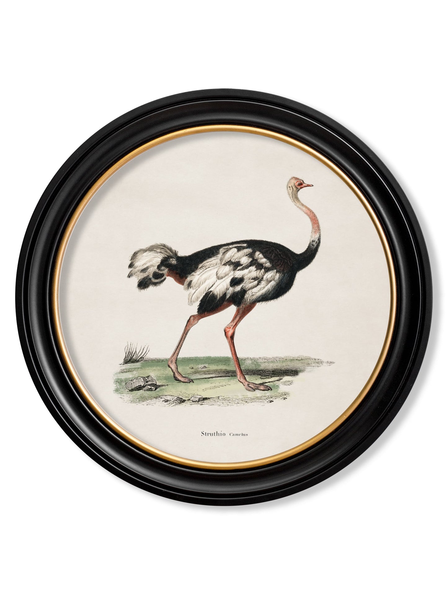 c.1846 Ostrich - Round Frame in size 44 x 44 cm - glass-fronted framed wall art print with solid wood frame, ideal for modern interiors