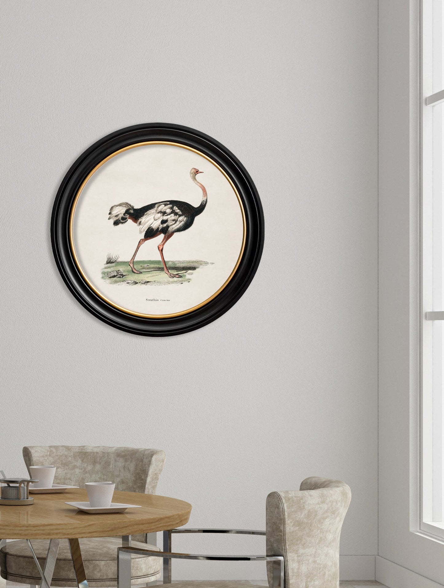 c 1846 ostrich round frame in size 70 x 70cm - glass-fronted framed wall art print with solid wood frame, ideal for contemporary home styling