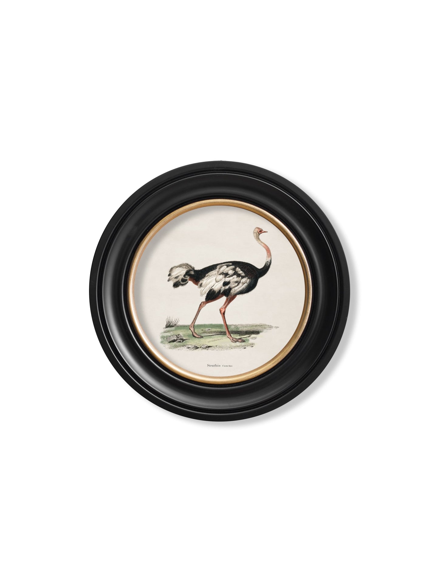 c 1846 ostrich round frame - premium glass-fronted framed art print with solid wood frame, perfect for statement wall decor