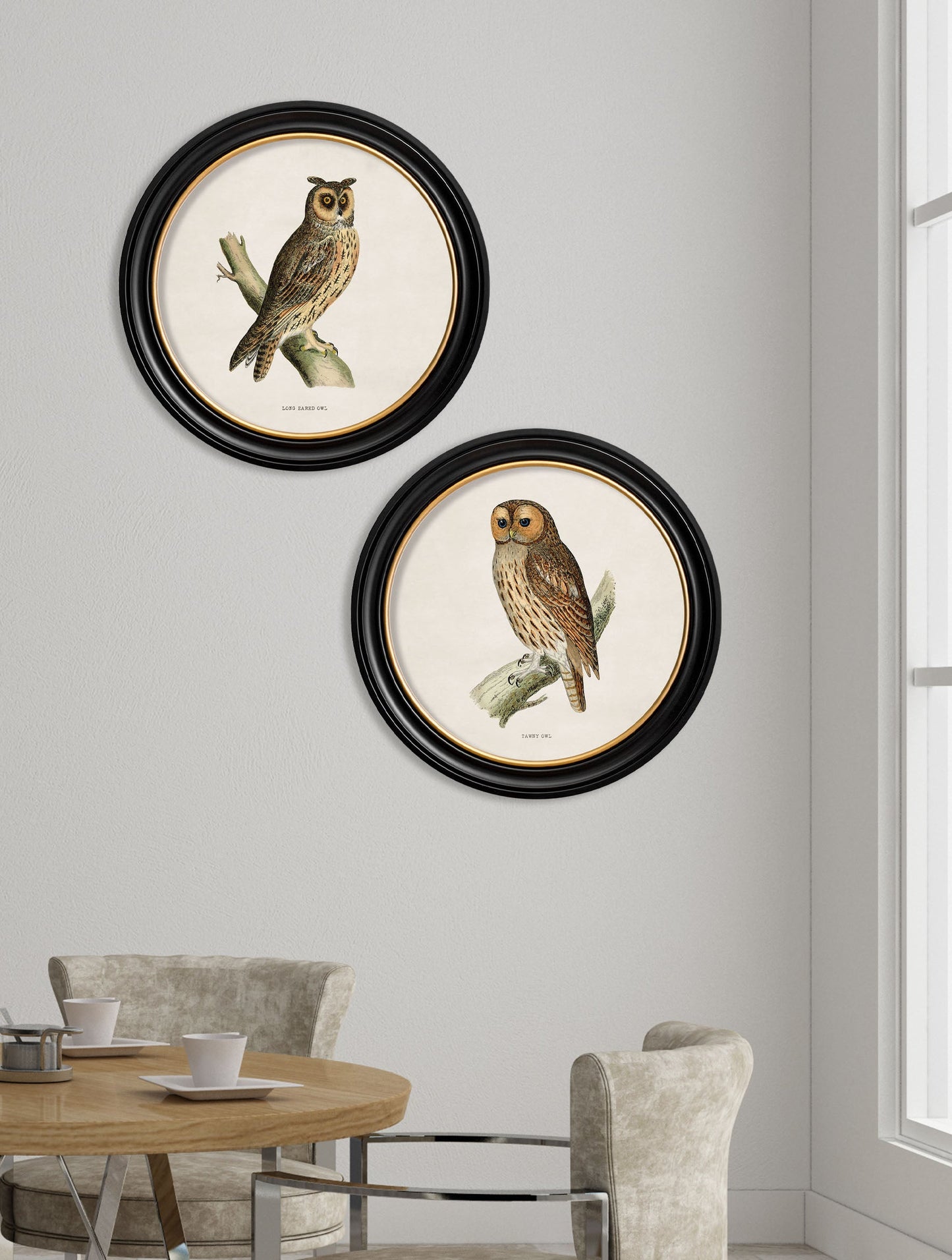 c 1870 british owls in round frames in size 44 x 44cm - glass-fronted framed wall art print with solid wood frame, ideal for contemporary home styling