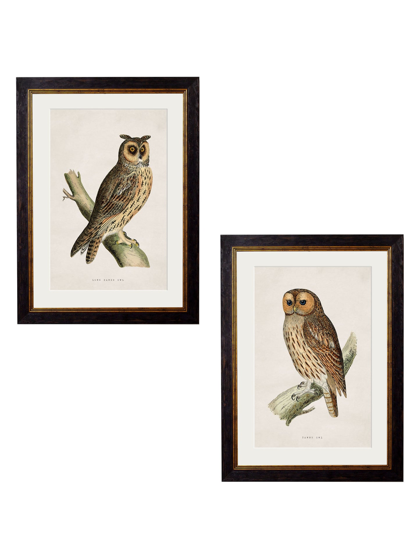 c.1870 British Owls in size 38 x 50cm - glass-fronted framed wall art print with solid wood frame, adds elegance to your decor